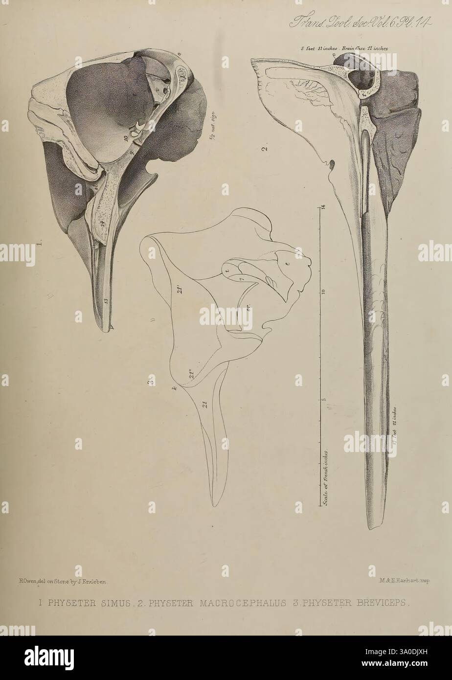 Transactions of the Zoological Society of London, London, pubblicato per la Zoological Society of London da Academic Press, Zoology, l'illustrazione presenta uno studio anatomico dettagliato dei crani di cetacei, in particolare con tre specie distinte: Physester simus, Physeter macrocephalus e Physeter brevicaps. Ogni esemplare è meticolosamente realizzato, mostrando le caratteristiche e le forme craniche uniche associate a questi mammiferi marini. I diagrammi evidenziano le differenze strutturali e le somiglianze tra le tre specie, enfatizzando i loro adattamenti evolutivi. Annotazione dettagliata Foto Stock