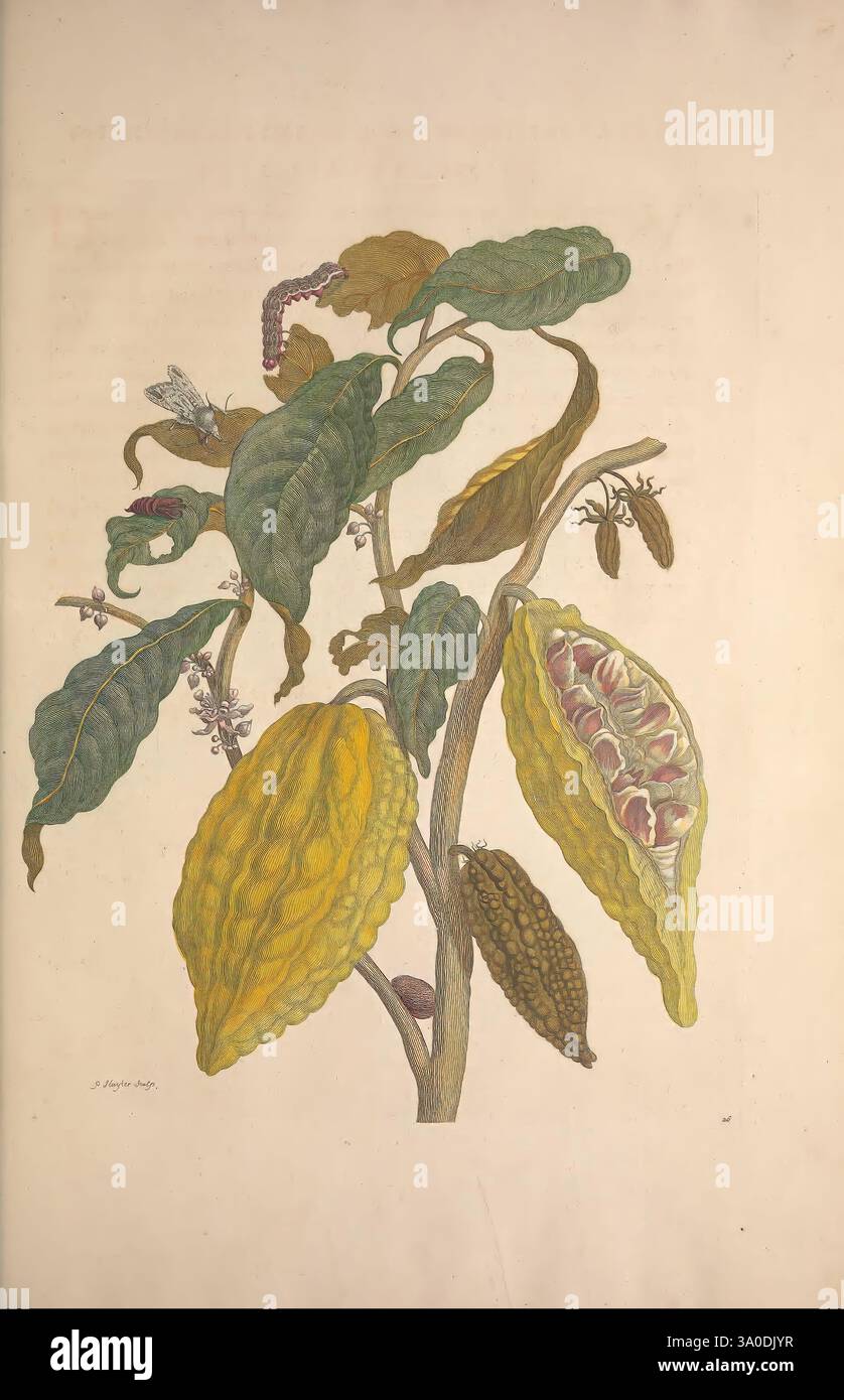 Metamorphosis insectorum surinamensium, Amsterdam, voor den auteur, als ook di G. Valck, [1705], botanica, insetti, opere pittoriche, Suriname, donne nella scienza, insetti, entomologia, frutta, frutta, falena, bruco, bruco, brugole, bozzoli, cocoon, Maria Sibylla Merian, 7, opere pre-linneane, artropoda, artropode, Maria Sibylla Merian, q62530, q62530, Un'illustrazione botanica che presenta una pianta di cacao con le sue distinte strutture a guscio e lussureggianti foglie verdi. Le vivaci cialde di cacao gialle e marroni pendono dalla pianta, mostrando le loro texture e forme uniche. Fiori delicati possono essere visti adornare Foto Stock