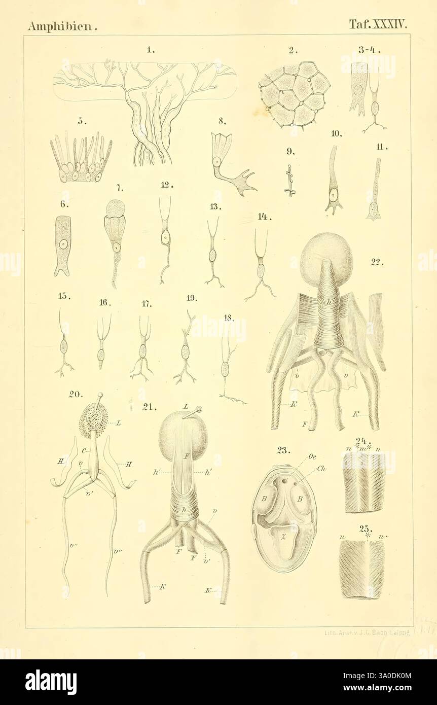 Die Klassen und Ordnungen des Thier-Reichs, Lipsia, C.F. Winter, 1859-1901, Woods Hole, questa illustrazione presenta una serie di diagrammi etichettati incentrati sull'anatomia anfibia. Comprende varie strutture come il sistema nervoso, componenti scheletrici e sistemi muscolari. L'opera è sistemata metodicamente in sezioni numerate, fornendo una panoramica dettagliata delle caratteristiche anatomiche come gli arti, i sistemi respiratori e gli organi riproduttivi. Ogni parte è intricata, mostrando la complessità della biologia anfibia, e serve come riferimento per lo studio della fisiologia di questi uniqu Foto Stock