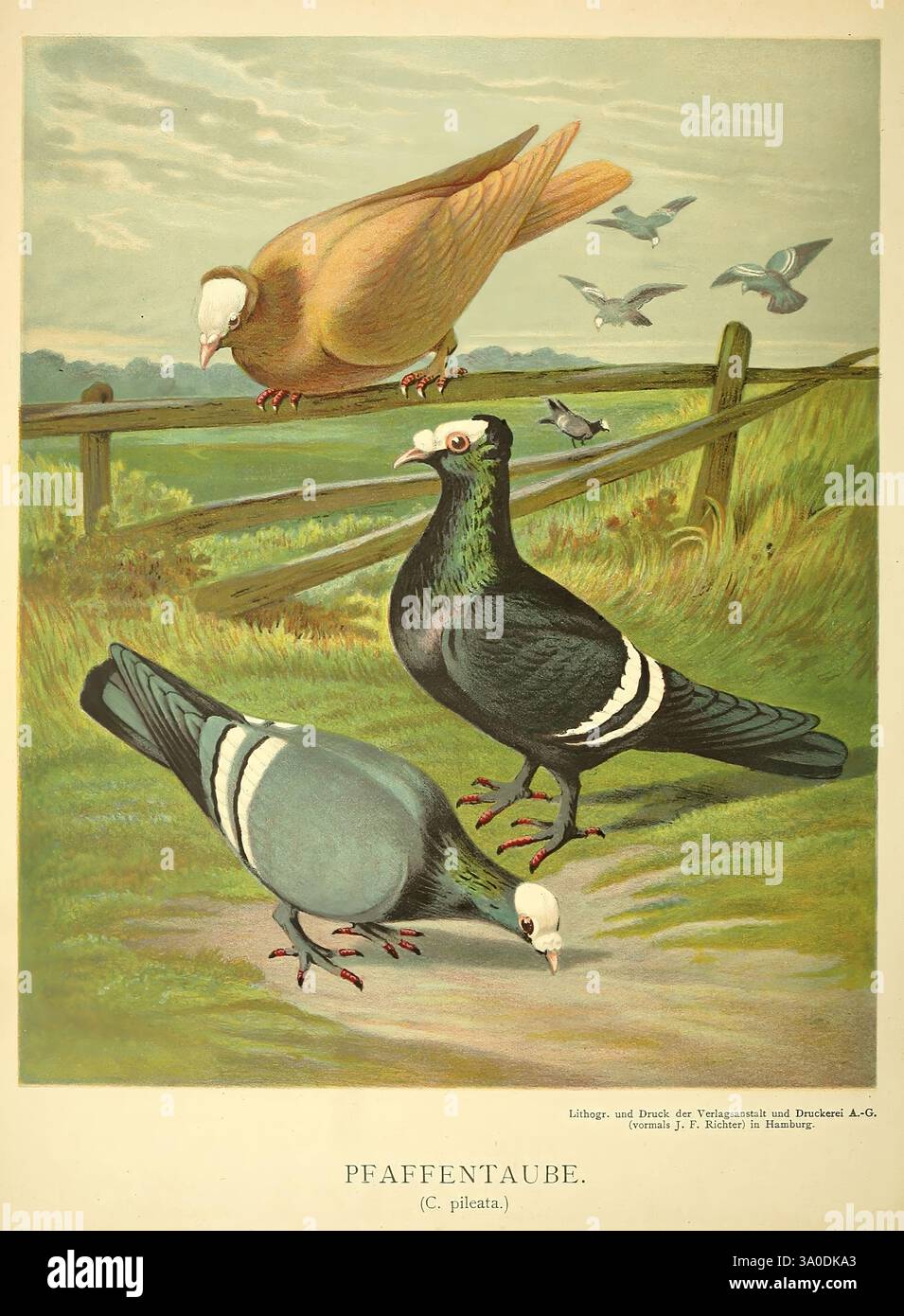 Illustrirtes Mustertauben-Buch, Amburgo, Druck und Verlag von J.F. Richter, [1884-1886], piccioni, anatomia, variazione, opere pittoriche, l'illustrazione presenta varie specie di piccioni, che mostrano il loro piumaggio e le loro caratteristiche uniche. Tre piccioni di spicco sono raffigurati in primo piano: Uno è un uccello di colore marrone con una consistenza liscia, un altro è un piccione nero con segni bianchi sulle ali, e il terzo, un piccione multicolore, si erge in modo prominente con una postura orgogliosa. Sullo sfondo, più piccioni più piccoli vengono mostrati in volo, aggiungendo movimento alla scena. Un rustico W Foto Stock