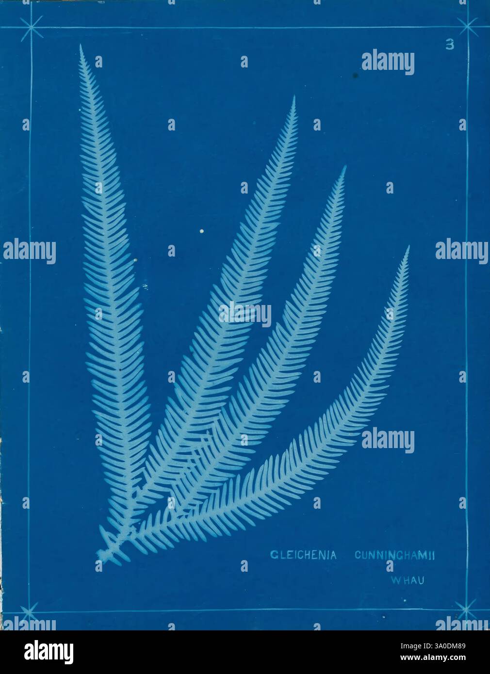 New Zealand Ferns Auckland, nuova Zelanda, Dobbie, H. B, 1880, botanica, opere pittoriche botaniche, felci nuova Zelanda, felci opere pittoriche neozelandesi, stampe naturali nuova Zelanda, nuova Zelanda, libri rari del XIX secolo, Auckland War Memorial Museum Tāmaki Paenga Hira, questa opera d'arte presenta una rappresentazione impressionante della pianta Gleichenia cunninghamii, che mostra le sue delicate fronde allungate in una disposizione graziosa. I dettagli intricati delle foglie di felce sono evidenziati, rivelando le sottili texture e i motivi che caratterizzano questa specie. Lo sfondo vivace migliora l'impatto visivo, crea Foto Stock
