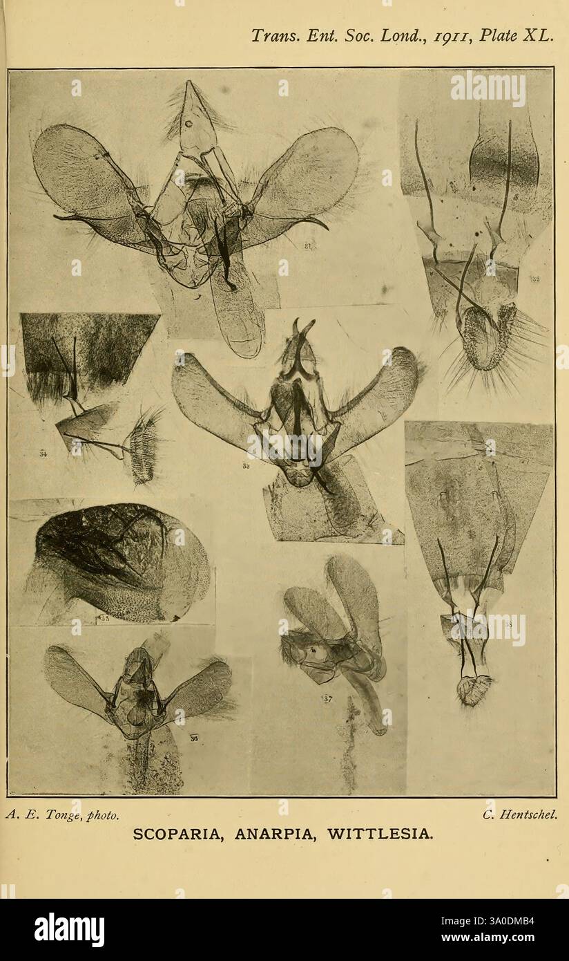 Transactions of the Entomological Society of London, London, the Society, Entomology, Periodicals, insetto, l'illustrazione presenta studi dettagliati di vari esemplari di insetti, tra cui Scoparia, Anarpia e Wittlesia, come documentato in una pubblicazione scientifica del 1911. Ogni figura mostra caratteristiche anatomiche distinte, enfatizzando la diversità all'interno di queste specie di falena. Le immagini mostrano aspetti quali le strutture alari, la segmentazione del corpo e le configurazioni dell'antenna, contribuendo alla comprensione della tassonomia e della morfologia degli insetti. L'etichettatura di ciascun campione facilita l'organizzazione del campione Foto Stock
