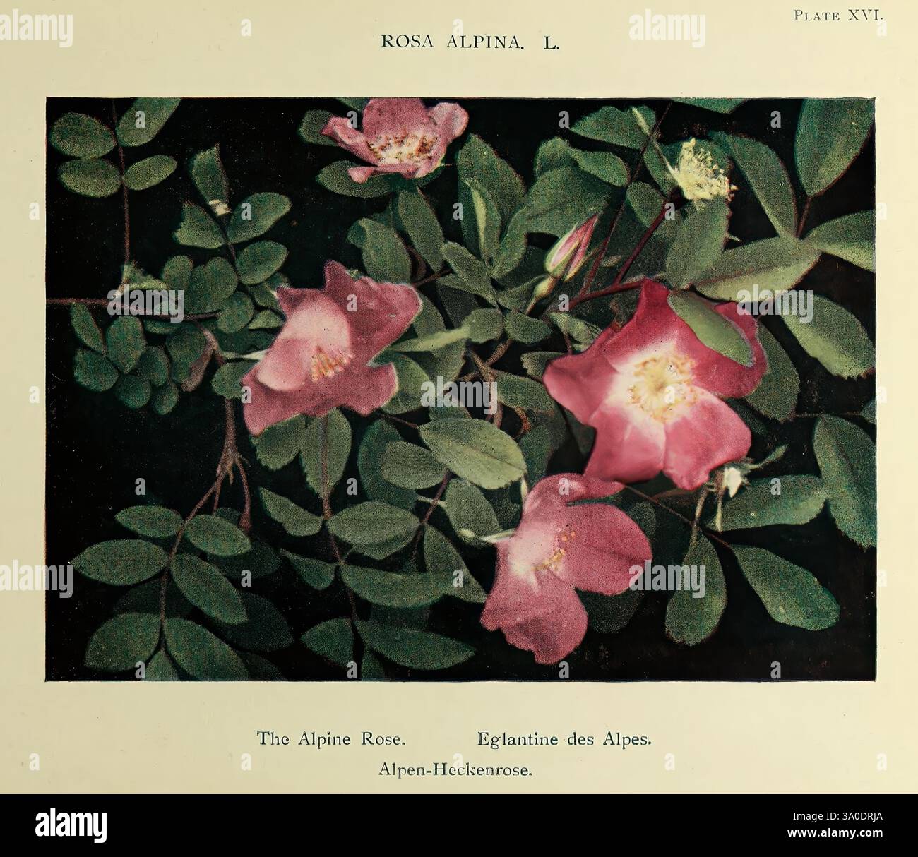 Estate, Fiori, del, alto, Alpi, Londra, Dent, 1910, Alpi, montagna, piante, fiori selvatici, Una vivace mostra della specie Rosa Alpina L., caratterizzata da splendide fioriture rosa tra lussureggianti vegetazioni verdi. I delicati petali sfoggiano una sfumatura di sfumature, che passa dal blush morbido a sfumature più profonde, mentre le foglie circostanti aggiungono un contrasto ricco. Questa rappresentazione botanica mette in risalto la bellezza naturale e gli intricati dettagli della rosa alpina, sottolineandone l'eleganza floreale e la complessità della sua struttura. Elegante e dettagliata, questa rappresentazione cattura l'essenza di un belo Foto Stock