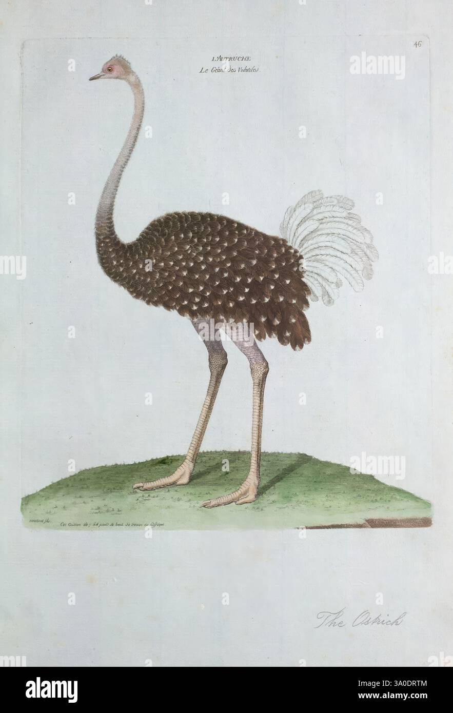 Ornithologie Paris l'artista? 1773-1792 uccelli struzzi opere pittoriche lo struzzo, un'illustrazione di uno struzzo, che mostra il suo caratteristico collo lungo e le gambe sottili. L'uccello si erge alto su una toppa verde erbosa, il suo corpo ricoperto da un mix di piume scure e macchie più chiare che creano un aspetto testurizzato. Gli occhi prominenti dello struzzo e le caratteristiche uniche evidenziano il suo status di uccello vivente più grande. Sopra l'illustrazione, il titolo è inciso, che identifica la specie, mentre la firma dell'artista e le note aggiuntive possono essere trovate in fondo, riflettendo l'arte e l'artigianato t Foto Stock
