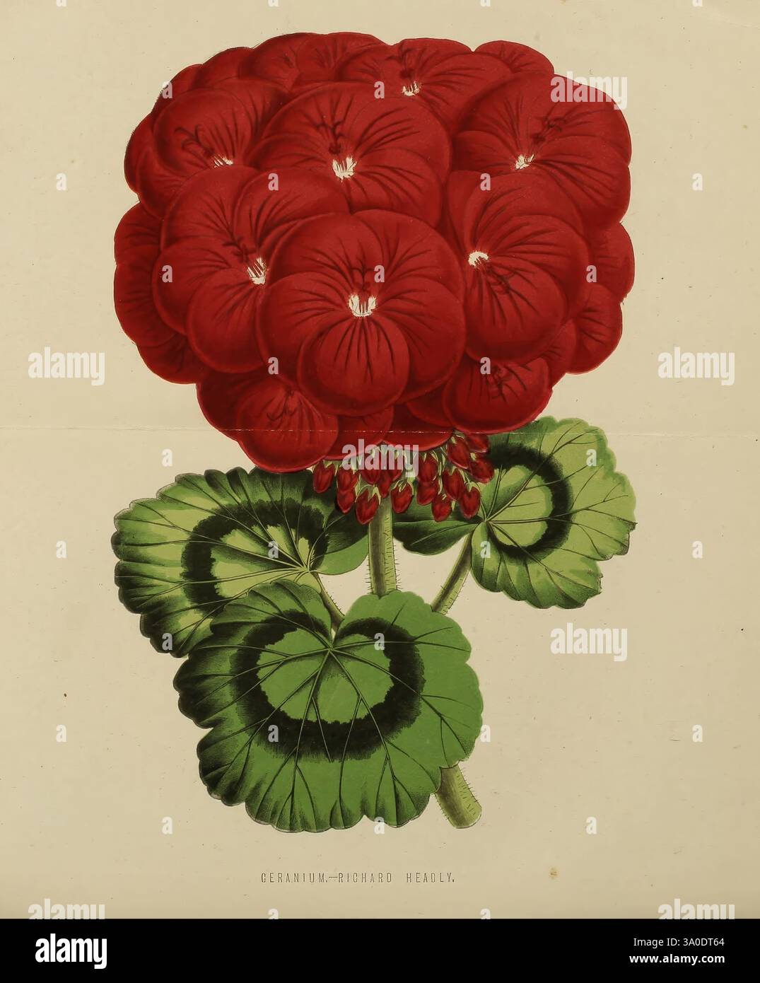 Il giardino di fiori per dilettanti London Groombridge & Sons 1875. Fiori giardinaggio Fiori Geranio, Un vibrante gruppo di fiori di geranio rosso, caratterizzato dai loro petali pieni e arrotondati che creano un impatto visivo sorprendente. I fiori si trovano in cima a un lussureggiante gambo verde adornato da grandi foglie dalla forma intricata che mostrano un motivo unico di sfumature chiare e scure. La composizione complessiva evidenzia la bellezza naturale e la simmetria della pianta, mostrando la sua ricca consistenza e l'interazione tra i fiori vivaci e il verde fogliame. Questa illustrazione botanica cattura l'essenza dei gerani Foto Stock