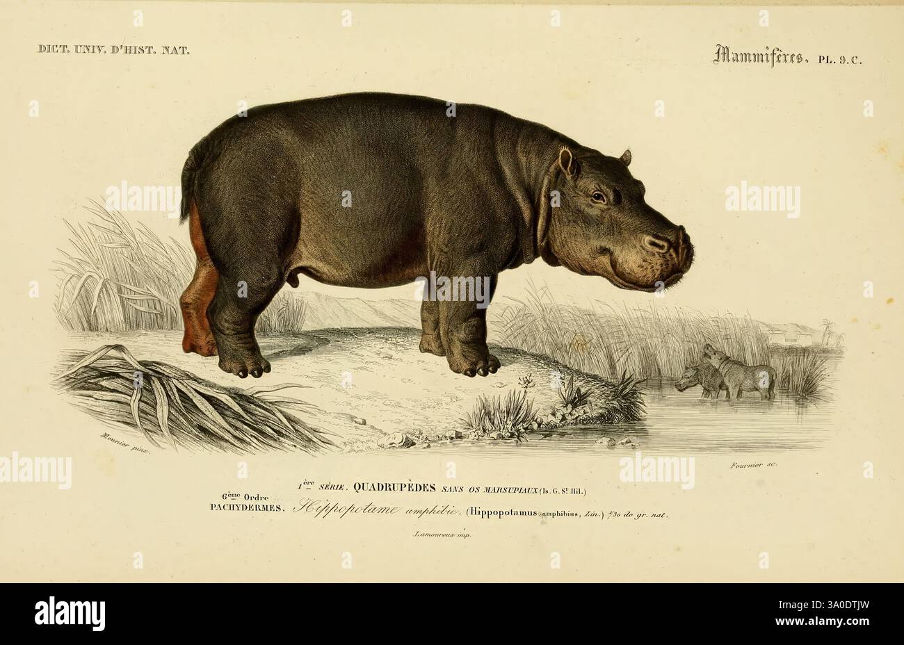 Dictionnaire universel d'histoire naturelle Paris Chez les editeurs M. Renard Martinet et cie rue et Hotel Mignon 2 (quartier de l'École-de-Médecine) et chez Langlois et Leclercq rue de la Harpe 81 Victor Masson Place de l'Ecole-de-Médecine 1847-1849 storia naturale ippopotamo illustrazione hippopotamo dizionari hippopotamo dettagliate zampere, con le sue caratteristiche caratteristiche caratteristiche caratteristiche anfippopopotami e anfippopotami. La pelle spessa dell'ippopotamo è raffigurata con ombreggiature per enfatizzarne la consistenza, mentre i suoi piccoli occhi e la bocca grande sono chiaramente visibili. Foto Stock