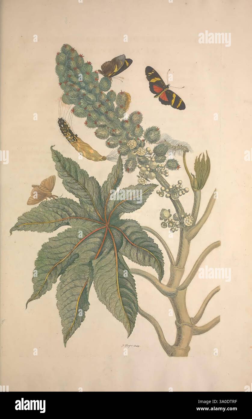 Metamorphosis insectorum surinamensium, Amsterdam, voor den auteur, als ook di G. Valck, [1705], botanica, insetti, opere pittoriche, Suriname, donne nella scienza, insetti, entomologia, farfalla, farfalle, falena, crisalisi, salisi, bozzoli, bozzoli, frutta, frutta, Maria Sibylla Merian, opere pre-linneane, Maria Sibylla Merian, Q62530, Q62530, questa opera d'arte presenta una vibrante rappresentazione di una pianta di olio di ricino, che mostra le sue grandi foglie di palmato e le distinte cialde di semi. Intorno alla pianta vi sono varie specie di farfalle e caterpillars, che evidenziano l'intricata relazione tra di loro Foto Stock