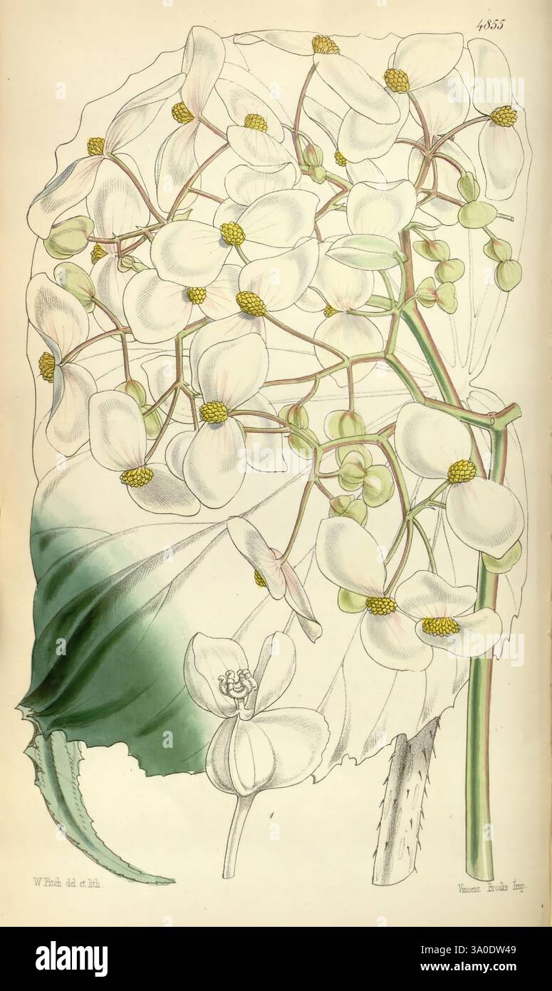 La rivista botanica di Curtis, Londra, New York, botanica, periodici, opere pittoriche, Curtis, Walter Hood Fitch, Uno studio botanico splendidamente illustrato che mostra un gruppo di delicati fiori bianchi con dettagli intricati. I fiori sono accompagnati da boccioli verdi e sono adagiati su una grande foglia lobata che fornisce uno sfondo contrastante. Ogni petalo è leggermente ombreggiato, enfatizzando la loro struttura delicata, mentre la disposizione suggerisce un modello di crescita naturale. L'intera composizione cattura l'eleganza della pianta, mostrando sia gli elementi floreali che quelli fogliari in un equilibrio armonioso. Foto Stock
