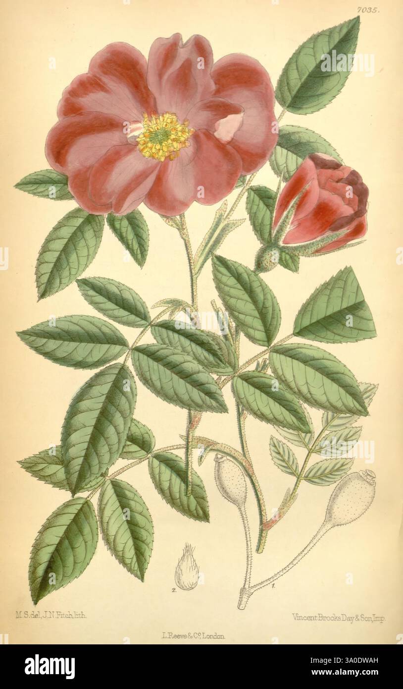 Curtis's Botanical Magazine, Londra, New York, Botanical Illustration, Botany, periodici, opere pittoriche, Plants Ornamental, Matilda Smith, Women in Science, questa illustrazione botanica presenta un fiore prominente con grandi e vivaci petali in una ricca sfumatura di rosso. Ad accompagnarlo c'è un bocciolo più piccolo, ancora in fiore, accoccolato tra foglie verdi lussureggianti che mostrano vene e texture intricate. La composizione comprende una rappresentazione stilizzata dello stelo, che si estende attraverso il fogliame, e una piccola struttura arrotondata alla base, che potrebbe indicare il frutto o il ceppo di semi della pianta. Nel complesso a Foto Stock
