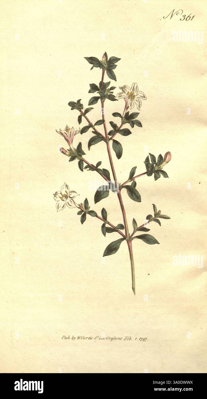The Botanical magazine, o Flower-Garden Displayed, 1790-1800, botanica, periodici, opere pittoriche, Curtis, fiori, Lycium japonicum, Serissa japonica, Serissa, tassonomia: Family = Rubiaceae, Tree of a Thousand Stars, Snowbush, Geo: Continent = Asia, Cina, Giappone, India, Boxthorn giapponese, John Sims, Sydenham Teast Edwards, Una delicata illustrazione botanica presenta uno stelo sottile adornato da foglie verdi vibranti e piccoli fiori con petali diversi. I fiori mostrano una tenue tonalità rosa con sottili accenti bianchi, che mettono in risalto la loro complessa struttura. Ogni lamella visualizza un testo fine Foto Stock