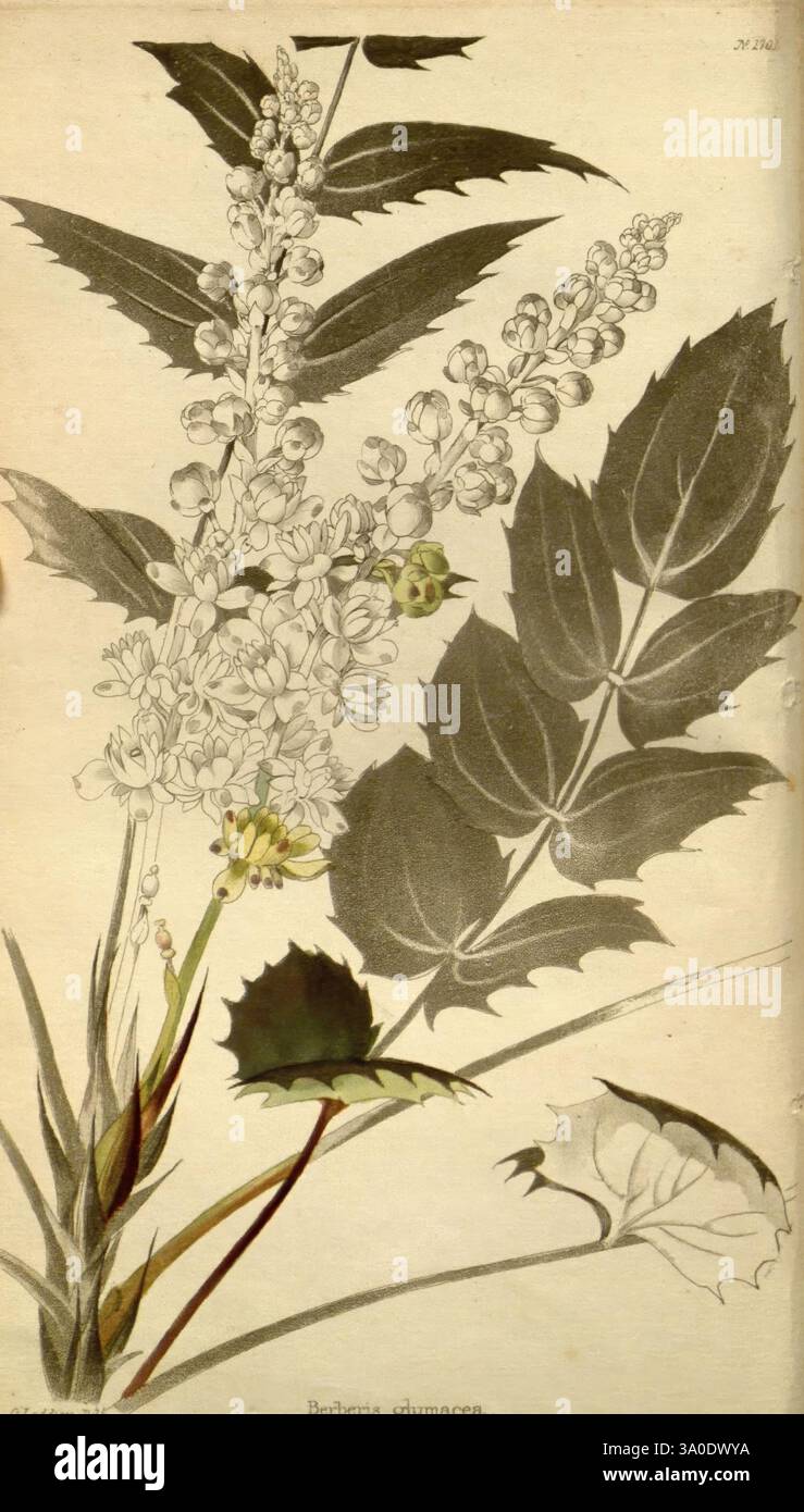 The Botanical Cabinet London John & Arthur Arch 1817-1833, un'intricata illustrazione botanica con una pianta in fiore con foglie allungate e delicati ammassi di fiori bianchi. Le foglie sono larghe con bordi dentellati distinti, che presentano venature profonde che aggiungono consistenza. I fiori, disposti in una graziosa punta, sono completati da piccoli boccioli verdi. Un petalo leggermente ombreggiato giace sul fondo, che suggerisce il ciclo di vita della pianta. La composizione complessiva evidenzia la bellezza e la complessità di questa specie botanica, invitando l'ammirazione per la sua eleganza naturale. Foto Stock