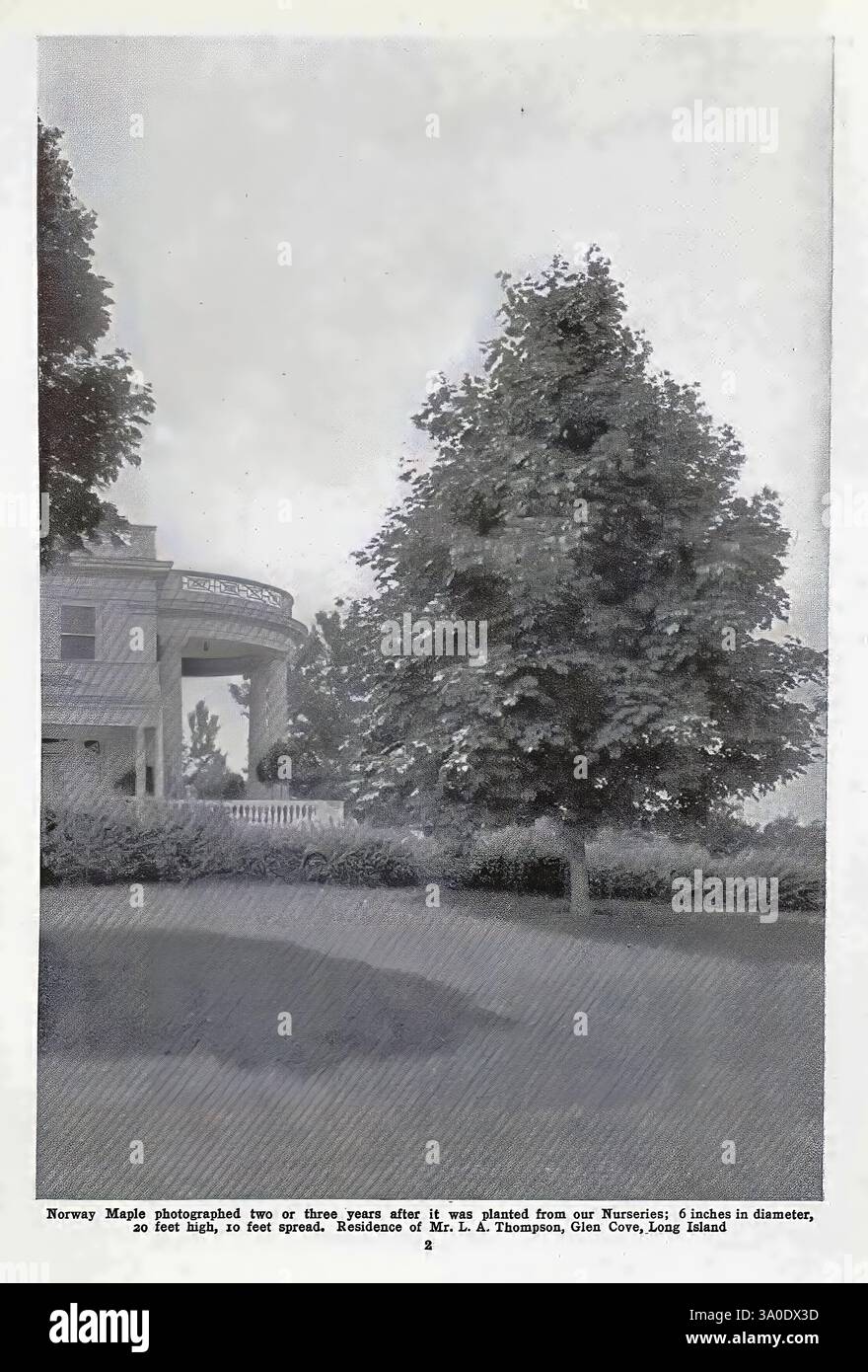Frutta, per Long, Island, con, abbreviato, elenco, di, prato e, strada, alberi, sempreverdi, arbusti, rose, viti, e, robusto, fiori, Westbury, N.. Y, Hicks, Nurseries, New York, Stato, cataloghi, Norvegia, acero, ornamentale, alberi, vivaio, stock, vivai, orticoltura, Hicks, vivai, Westbury, Nassau, County, NY, Westbury, Nassau, Contea, in questa scena, un grande, l'albero lussureggiante si erge in modo prominente, mostrando il suo fitto fogliame e i rami strutturati. L'albero è situato in un ampio prato, suggerendo un giardino ben curato in un ambiente sereno. Sullo sfondo, una grande struttura architettonica Foto Stock