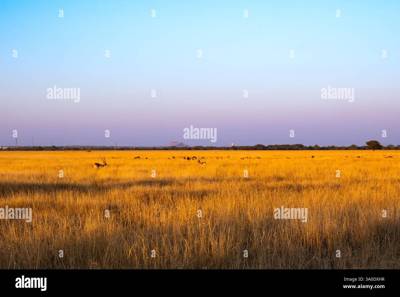 Mandria di Blackbucks (antilope cervicapra), o antilope indiana, in praterie aperte. Rajasthan, India. Foto Stock