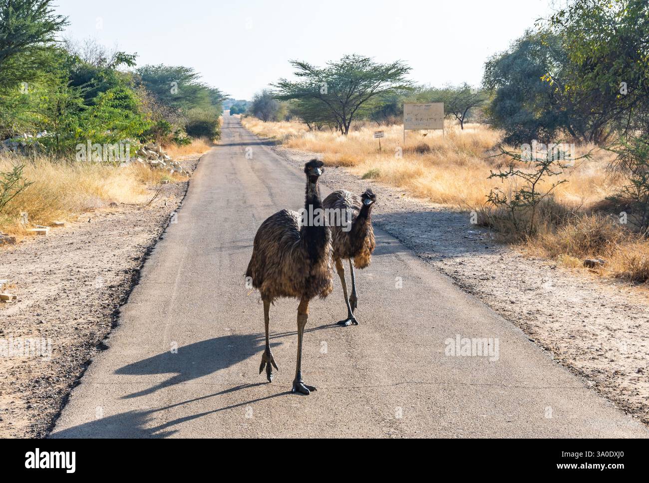 Due emù non nativi (Dromaius novaehollandiae) che camminano sulla strada presso il Parco del bosco fossile di Akal. Rajasthan, India. Foto Stock