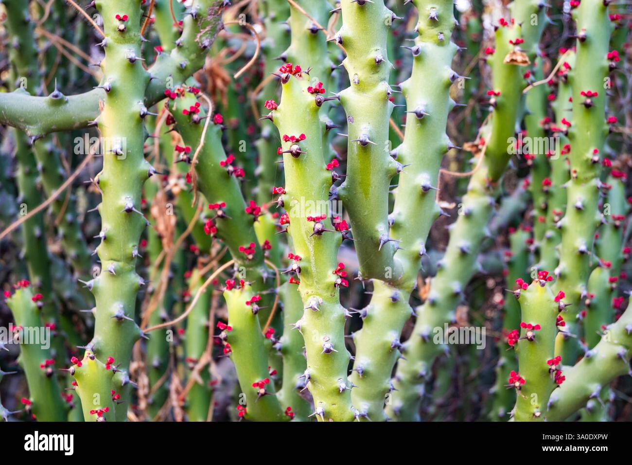 Piccoli fiori rossi di piante succulente Euphorbia caducifolia nel deserto. Rajasthan, India. Foto Stock