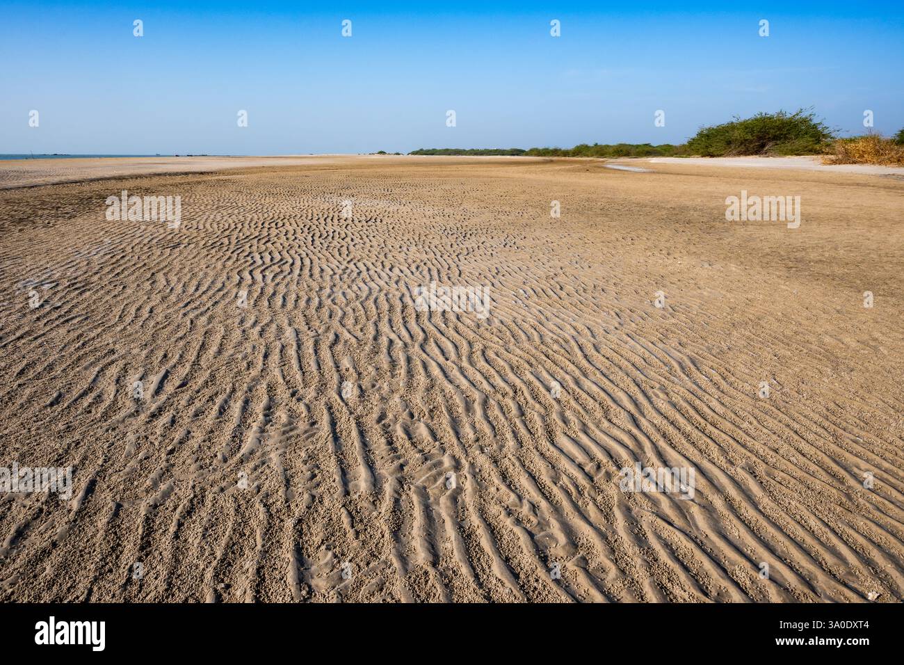 Segni di ondulazione sulla spiaggia sabbiosa di Mandvi. Gujarat, India. Foto Stock