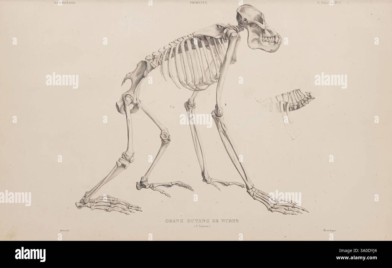 Ostéographie ou Description iconographique comparée du squelette et du système dentaire des Mammifères récents et fossiles, Paris, J.B. Baillière et fils, 1839-1864, Henri Marie Ducrotay, Un'illustrazione anatomica dettagliata che mostra lo scheletro di un primate con caratteristiche sia bipede che quadrupede. Il disegno evidenzia la struttura del cranio, della gabbia toracica, degli arti e della colonna vertebrale, sottolineando la disposizione delle ossa. Inoltre, le sezioni dello scheletro sono etichettate per indicare ossa specifiche, fornendo informazioni sull'anatomia scheletrica e sulle capacità di movimento della specie. Foto Stock