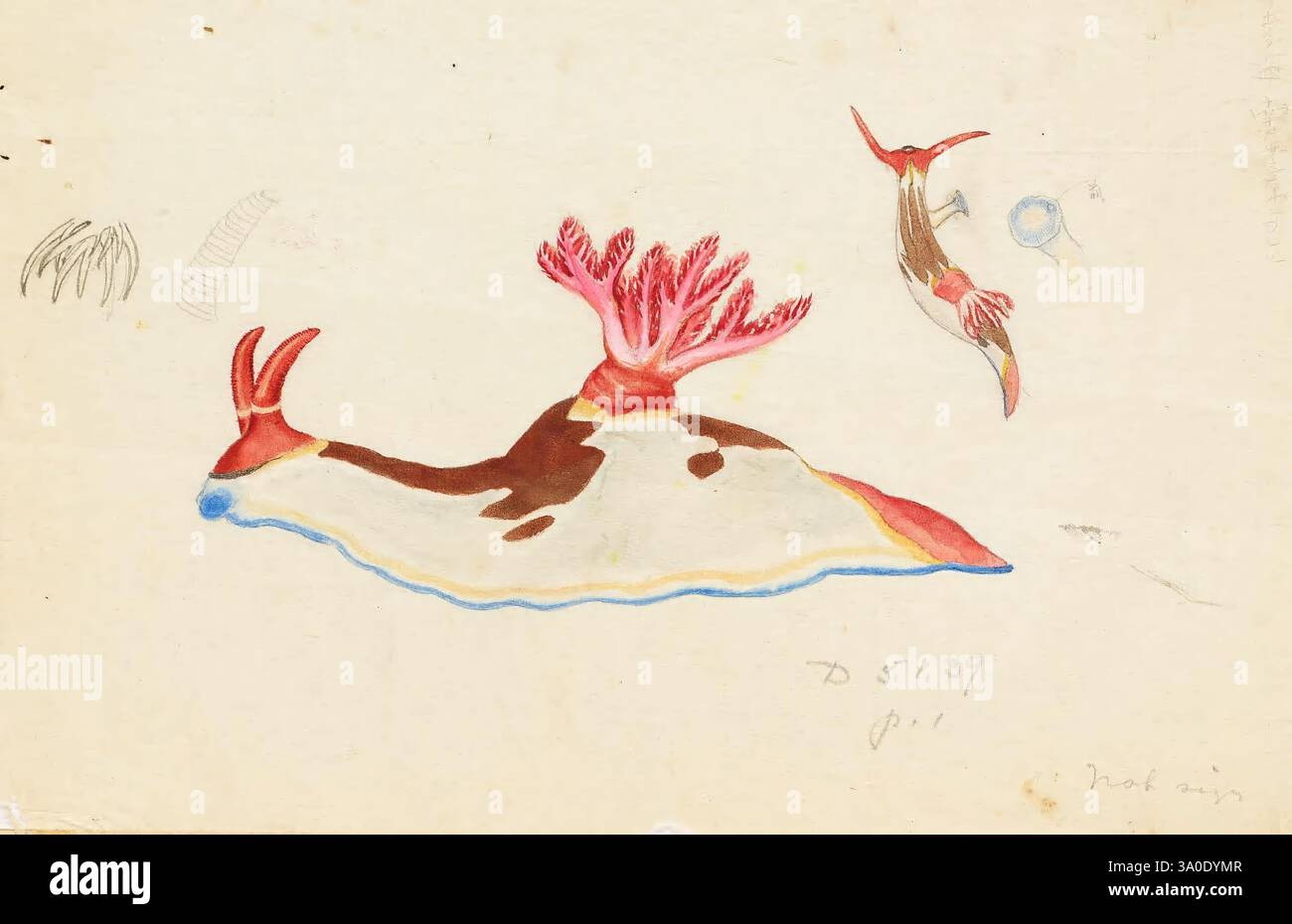 Note, e, descrizione, dei campioni, raccolto, il, Filippine, spedizione, of, the, Steamer, Albatross, circa, 1908, 1908, Albatross, Steamer, Albatross, Philippine, spedizione, 1907, 1910, Field, note, illustrazioni, invertebrati, marini, invertebrati, nudibranchi, Filippine, scientifico, illustrazioni, Archivi, Nembrotha, Purpureolineata, Sea, Slug, Kuma, Taroito, Una colorata rappresentazione artistica della vita marina che presenta una creatura più grande, simile a una foca o a un leone marino, con un corpo a motivi bianchi e marroni e vivaci pinne rosa. È posizionato lateralmente, mostrando la sua uniqu Foto Stock
