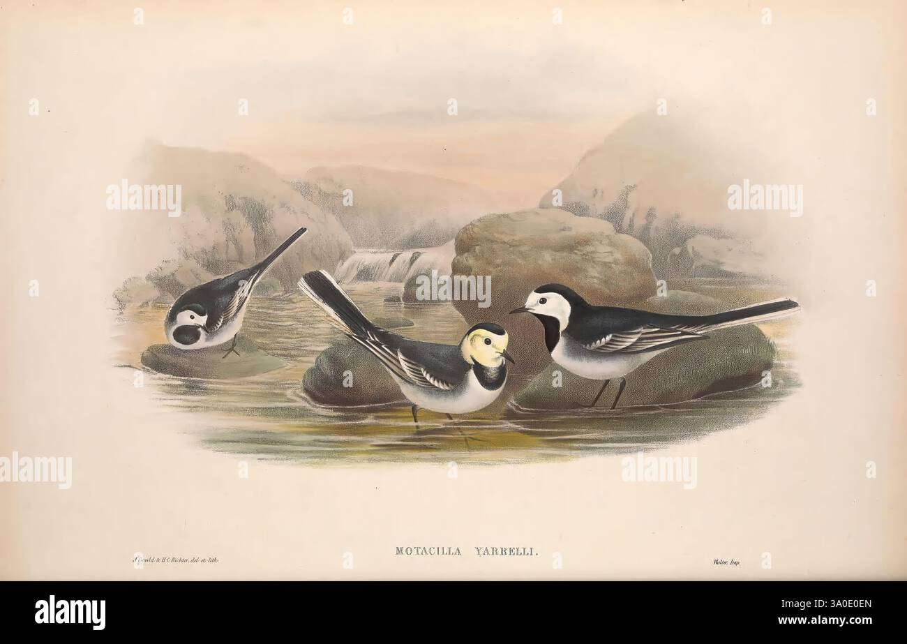 Una rappresentazione serena di tre uccelli riuniti sul bordo di un'acqua tranquilla, circondati da paesaggi morbidi e silenziosi. L'uccello centrale si distingue per la sua colorazione distintiva, mentre gli altri mostrano delle graziose posture, contribuendo ad una scena armoniosa della natura. Lo sfondo presenta dolci colline e fogliame, creando un ambiente tranquillo che mette in risalto l'eleganza del trio aviario. Foto Stock