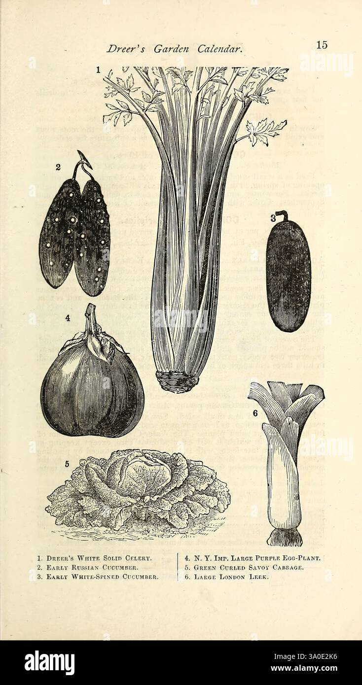 Dreer's Garden Calendar, Philadelphia, Pa, Henry A. Dreer, 1876, cataloghi, fiori, giardini, semi, storie di giardini, Dreer's White Solid sedano, primi cetrioli russi, primi cetrioli spinti bianchi, New York Imp Large Purple melanzane, cavolo salato ricciolato verde, grande porro di Londra, Cucumis sativus, cetriolo, Savoy, cavolo, Brassica oleracea, Apium graveolens, sedano, Allium ampeloprasum, porro, Solanum melongena, melanzane, l'illustrazione mostra varie verdure con raffigurazioni dettagliate. Presenta, dall'alto verso il basso: 1. Sedano bianco, noto per la sua consistenza e il suo sapore croccanti. 2. Un cuc verde scuro Foto Stock