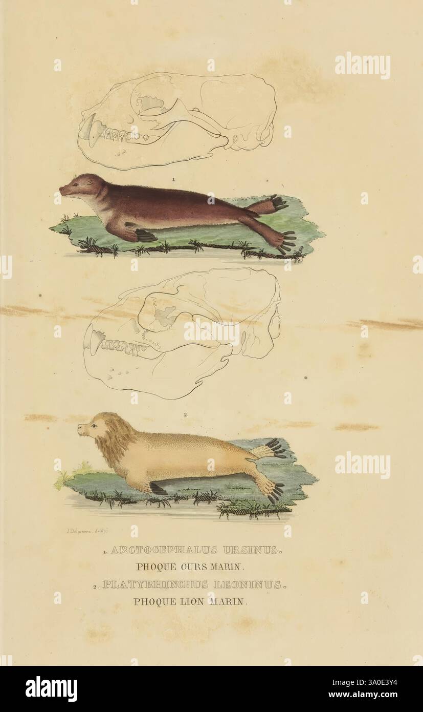 Dictionnaire classique des Sciences naturelles, Bruxelles, Meline, Cans et CE, 1853, storia naturale, dizionari, l'illustrazione mostra una rappresentazione di tre specie di mammiferi marini, ciascuna esposta in posa diversa su terreni erbosi. La rappresentazione più in alto evidenzia la struttura scheletrica, fornendo una visione dettagliata delle ossa, in particolare concentrandosi sul cranio. Sotto questo, sono illustrati due animali distinti: Uno assomiglia a una foca elegante con un corpo scuro e allungato, e l'altro una creatura marina più grande, simile a un leone, che mostra una struttura più robusta e caratteristiche simili alla criniera. Le etichette Foto Stock