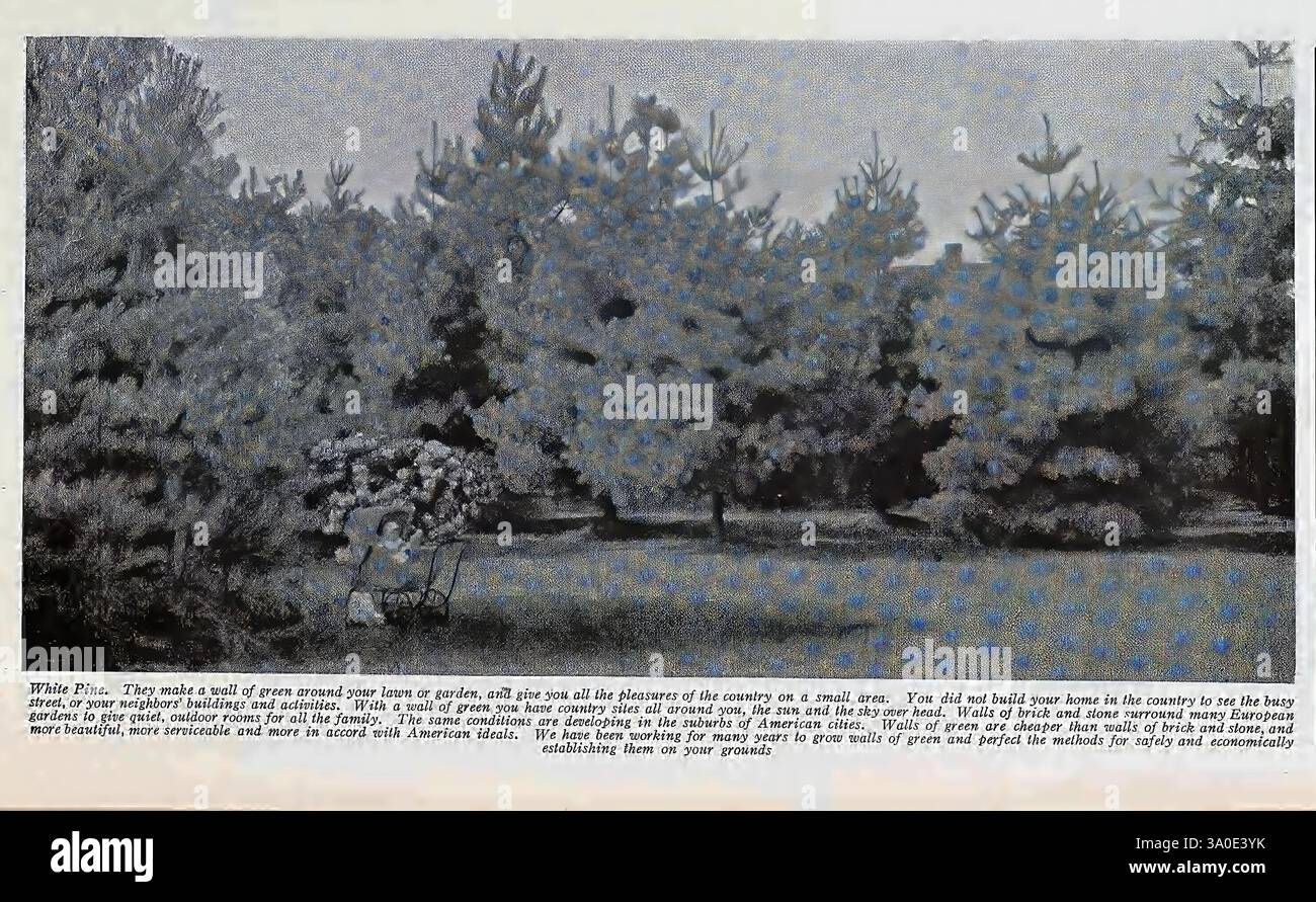 Frutta, per Long Island, con, abbreviato, elenco, di, prato e, strada, alberi, sempreverdi, arbusti, rose, viti, e hardy, fiori, Westbury, N. Y, Hicks, Nurseries, New York State, cataloghi, pino bianco, alberi ornamentali, vivai, vivai, orticoltura, Hicks Nurseries, Westbury, Nassau County, New York, Un tranquillo paesaggio caratterizzato da una collezione di alberi verdeggianti e arbusti densamente disposti, creando uno sfondo naturale. In primo piano, viene posizionato un carrello di legno carico di un assortimento di piante, suggerendo un ambiente di giardinaggio o vivaio attivo. Il fogliame visualizza una varietà di s. Foto Stock