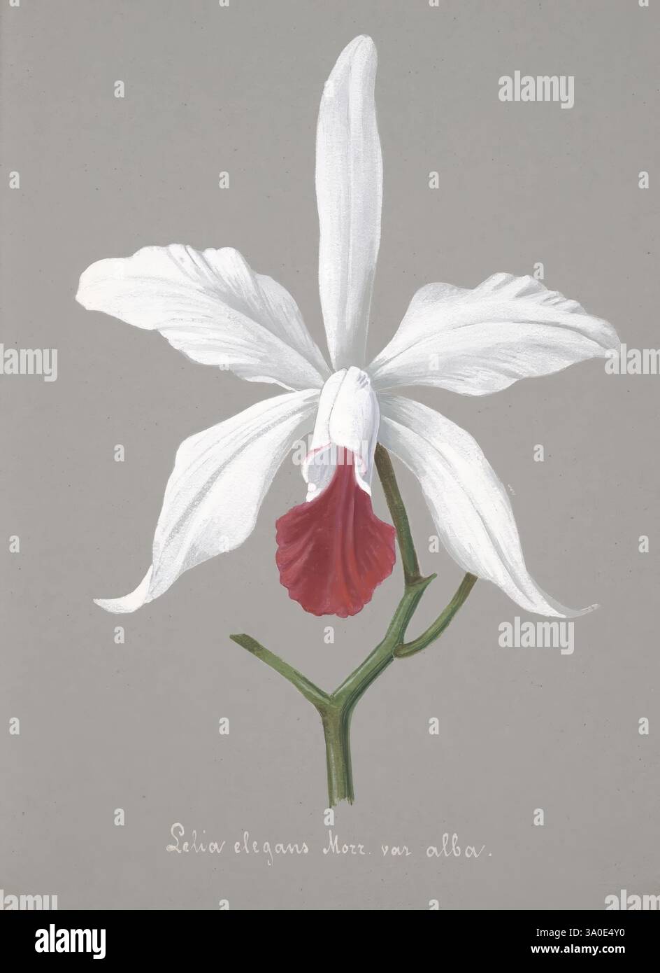 Collection d'orchidées, S.l, s.n, 18--?, Orchidaceae, illustrazione botanica, opere pittoriche, Orchidaceae nell'arte, Un'orchidea splendidamente illustrata con delicati petali bianchi che contrastano elegantemente con un labbro rosso vibrante. Il fiore è adagiato su uno sfondo grigio tenue, che ne migliora la forma aggraziata e i dettagli complessi. Un sottile stelo verde sostiene la fioritura, mostrando la bellezza naturale e la complessità di questa squisita specie, etichettata come *Leira elegans Morren var. alba*. L'arte cattura l'eleganza e la fragilità dell'orchidea, invitando l'ammirazione per il suo ricco col Foto Stock