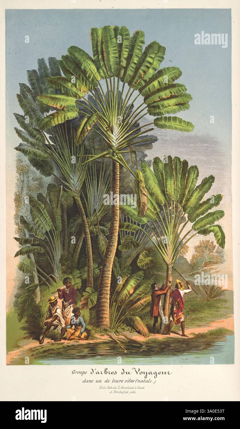 L'Illustration Horticole, Gand, Belgio, Imprimerie et lithographie de F. et E. Gyselnyck, 1854-1896, floricoltura, giardinaggio, serre, orticoltura, periodici, Una lussureggiante scena tropicale cattura un paesaggio vibrante pieno di torreggianti palme, le loro grandi fronde verdi che creano una sorprendente baldacchino in alto. In primo piano, un gruppo di individui è raffigurato impegnato in varie attività, suggerendo un raduno comune. Due cifre sono state viste trasportare pesanti fasci, probabilmente riflettendo la cultura locale e le pratiche agricole. I bambini giocano nelle vicinanze, aggiungendo un senso di vivacità alla e Foto Stock