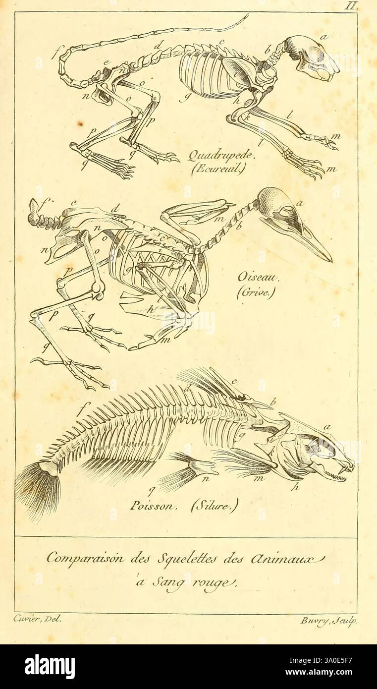 Tableau élémentaire de l'histoire naturelle des animaux, Paris, Baudouin, imprimeur, an 6 [1797 o 1798], Zoologia, questa illustrazione presenta rappresentazioni anatomiche dettagliate di vari scheletri animali, che mostrano la struttura scheletrica di un quadrupede (presumibilmente classificato come "Céphalopode"), un uccello (etichettato come "Oiseau") e un pesce (designato come "Poisson"). Ogni scheletro è meticolosamente etichettato con lettere corrispondenti a ossa e caratteristiche specifiche, fornendo informazioni sull'anatomia comparata dei vertebrati. La didascalia in basso si traduce in "confronto degli scheletri di Foto Stock