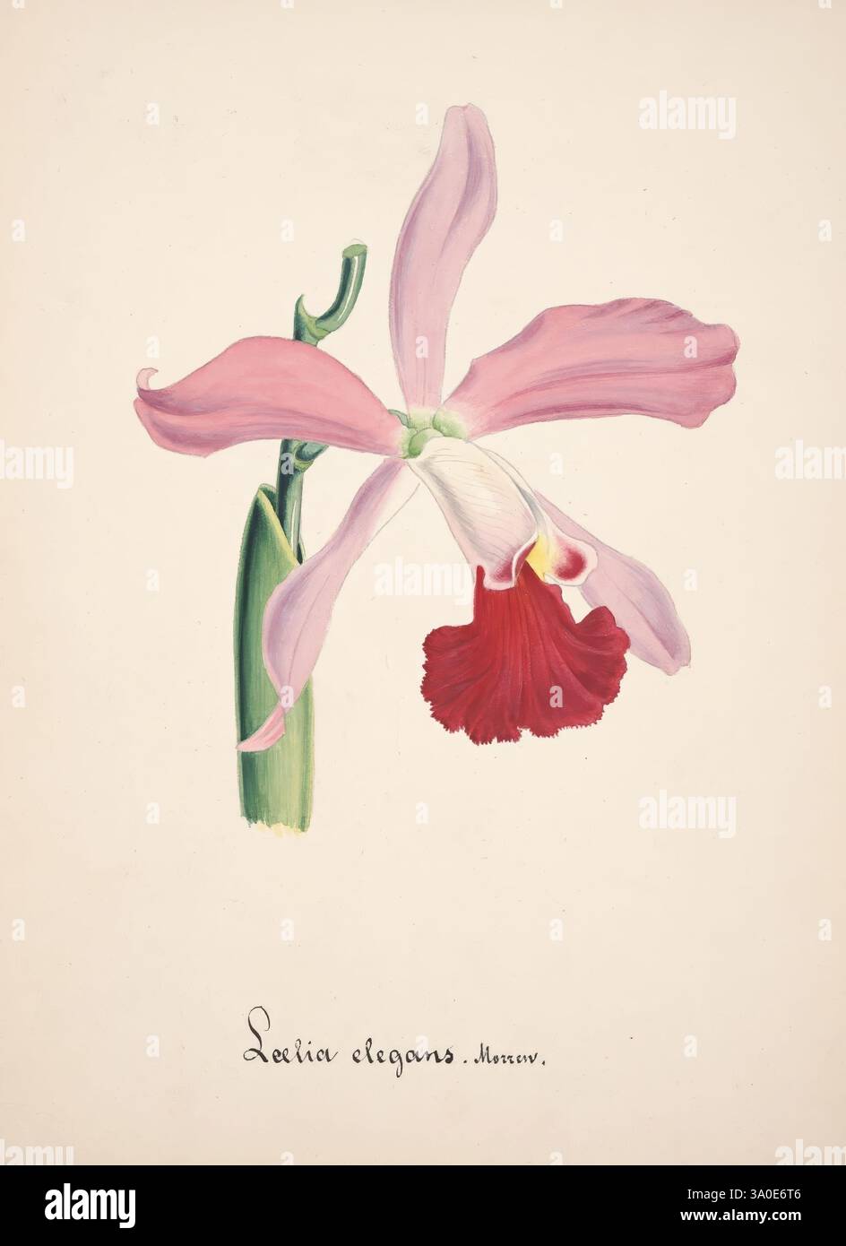 Collezione d'orchidee. [S.l, s.n,18--?]. Orchidaceae illustrazione botanica opere pittoriche Orchidaceae in arte, Un'orchidea splendidamente illustrata presenta delicati petali rosa che si arcano graziosamente per formare una forma elegante. Il fiore è completato da un labbro rosso vibrante che aggiunge un contrasto sorprendente. Un sottile stelo verde sostiene la fioritura, esaltandone il fascino naturale. Sotto il fiore, il nome "Laelia elegans" è elegantemente inciso, che mostra il significato botanico di questo squisito esemplare. Questa rappresentazione mette in evidenza i dettagli intricati e l'arte che si trovano negli studi floreali. Foto Stock