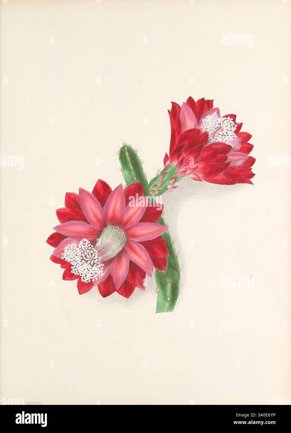Campane floreali della casa verde e del giardino, New York, C. Scribner & Co, 1867, decorazione e ornamento, fiori, fiori in letteratura, opere pittoriche, forme vegetali, Clarissa Munger Badger, donne nella scienza, botanica, Clarissa Munger Badger, 9, Disocactus speciosus, Cactus speciosissimus, Sun cereus. una vibrante rappresentazione di un cactus fiorito, che mostra due grandi e suggestivi fiori rossi completamente aperti, rivelando intricati dettagli bianchi al centro. I gambi di cactus, verdi e appuntiti, offrono uno sfondo contrastante ai fiori radiosi. Ogni petalo è meticolosamente illustrato, blendin Foto Stock
