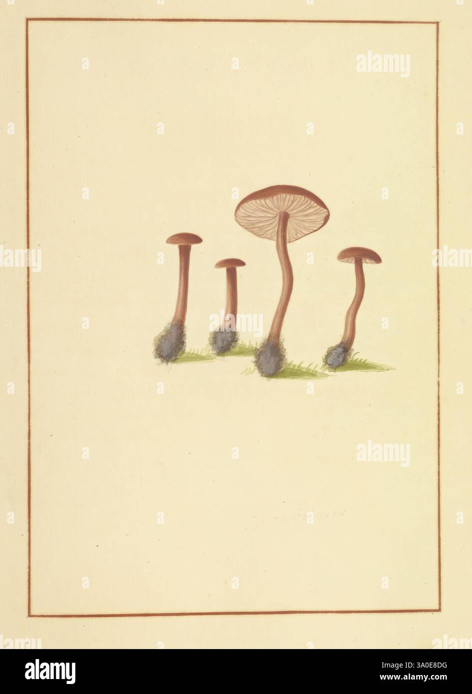 Icons fungorum circa Halifax sponte Nascentium, 1784-1792, Ecologia, Inghilterra, guide sul campo, funghi, Halifax, identificazione, nomenclatura, opere pittoriche, terminologia, Un gruppo di quattro funghi è raffigurato, mostrando le loro caratteristiche distinte. Il fungo centrale è più alto con un'elegante e ampia cuffia che presenta una sottile sfumatura, mentre i tre esemplari circostanti hanno steli sottili e tappi leggermente più piccoli. Ogni fungo affonda le sue radici in un semplice lembo di erba verde, sottolineando il suo habitat naturale. I dettagli delicati evidenziano la consistenza dei tappi e degli steli, trasformandoli Foto Stock