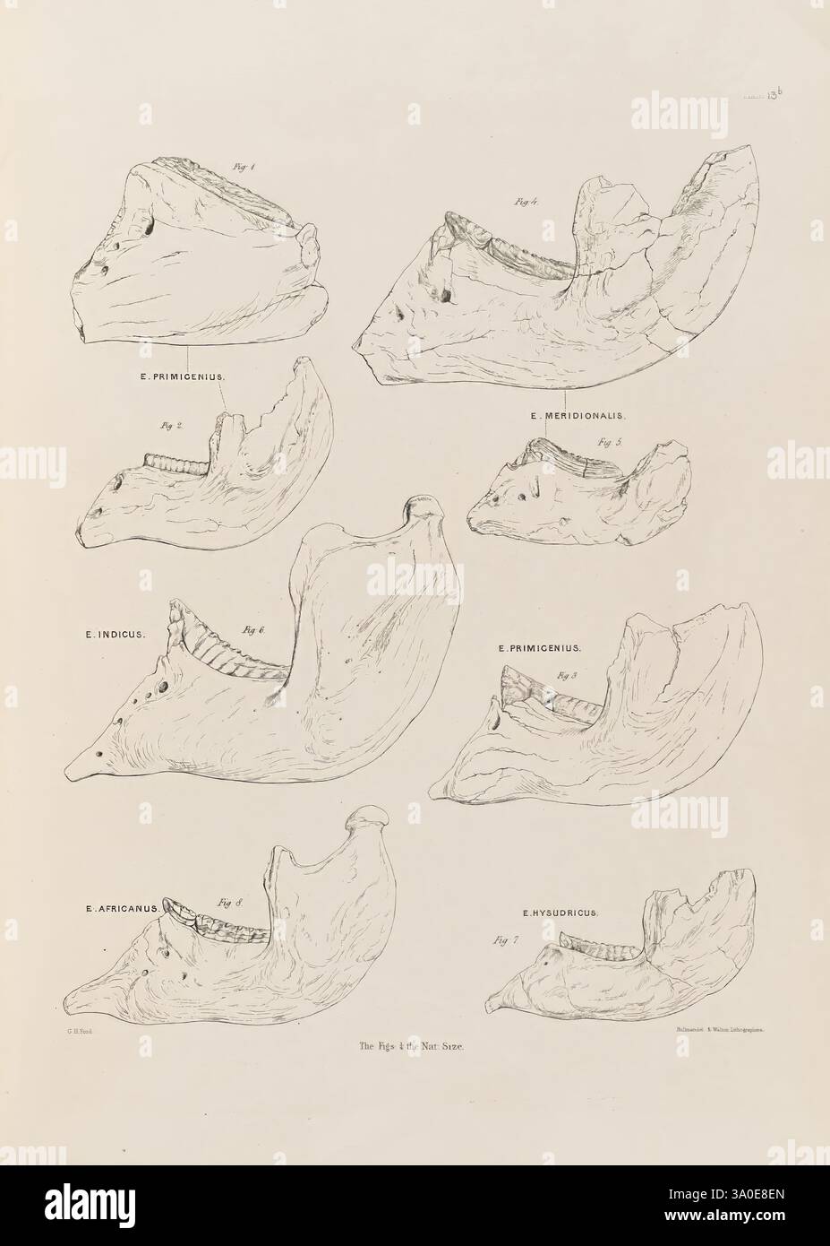 Fauna antiqua sivalensis, essendo la zoologia fossile delle Sewalik Hills, nel nord dell’India, Londra, Smith, Elder and Co, 1846, India, paleontologia, Siwalik Hills, fossili vertebrati, Museo di Zoologia comparata, l'illustrazione mostra una serie di disegni dettagliati di vari teschi, ciascuno etichettato con nomi scientifici. Le composizioni evidenziano caratteristiche anatomiche come strutture mascellari e composizioni dentali, rivelando la diversità nella forma tra gli esemplari raffigurati. Ogni cranio è presentato da più angolazioni, consentendo uno studio comparativo della loro morfologia. A senza cuciture Foto Stock