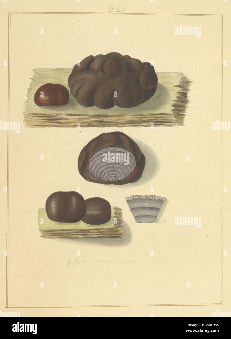 Icons fungorum circa Halifax sponte Nascentium 1784-1792 Ecologia Inghilterra Guide sul campo funghi Halifax identificazione nomenclatura opere pittoriche terminologia, una rappresentazione artistica caratterizzata da varie forme naturali, tra cui un grande pezzo intricato che somiglia a una roccia o a un minerale esposto in cima, accanto a due forme rotonde più piccole sotto. Al centro, un guscio poco profondo e aperto con motivi a coste mostra la sua superficie interna, mentre una delicata ciotola o tazza a strisce appare sul fondo. Ogni elemento è presentato su sfondi di colore chiaro che evidenziano il valore Foto Stock