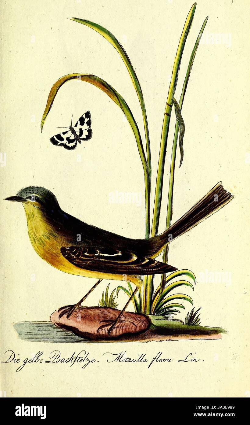 Getreue Abbildungen naturhistorischer Gegenstände in Hinsicht auf Bechsteins kurzgefasste gemeinnützige Naturgeschichte des in- und Auslandes Nürnberg in der Schneider und Weigelschen Kunst- und Buch- Handlung 1793-1809 opere pittoriche di storia naturale uccello, l'illustrazione raffigura un uccello giallo e verde, identificato come la coda d'altura gialla, arroccato su una roccia tra erba lussureggiante. L'uccello ha un caratteristico corpo snello, una coda leggermente biforcata e un elegante piumaggio che passa da un vivace ventre giallo a una sfumatura verde tenue sulla testa e sulla schiena. Sopra, un piccolo burro bianco e nero Foto Stock