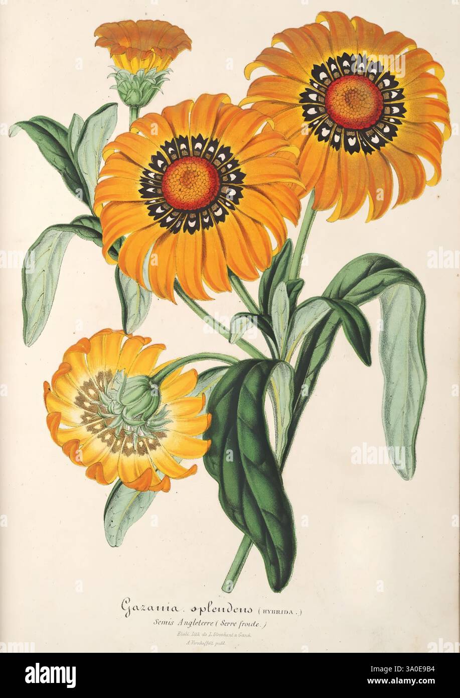 L'Illustration Horticole, Gand, Belgio, Imprimerie et lithographie de F. et E. Gyselnyck, 1854-1896, floricoltura, giardinaggio, serre, orticoltura, periodici, l'illustrazione presenta vivaci splendori di Gazania, che mostrano sorprendenti fiori arancioni con intricati centri bui. Ogni fiore è caratterizzato da petali a strati, che irradiano verso l'esterno e creano un impatto visivo straordinario. Le foglie sono rigogliose e verdi, aggiungendo alla vivacità generale della composizione. Sotto i fiori, il nome botanico è elegantemente esposto, sottolineando l'identità della pianta. La disposizione viene acquisita Foto Stock