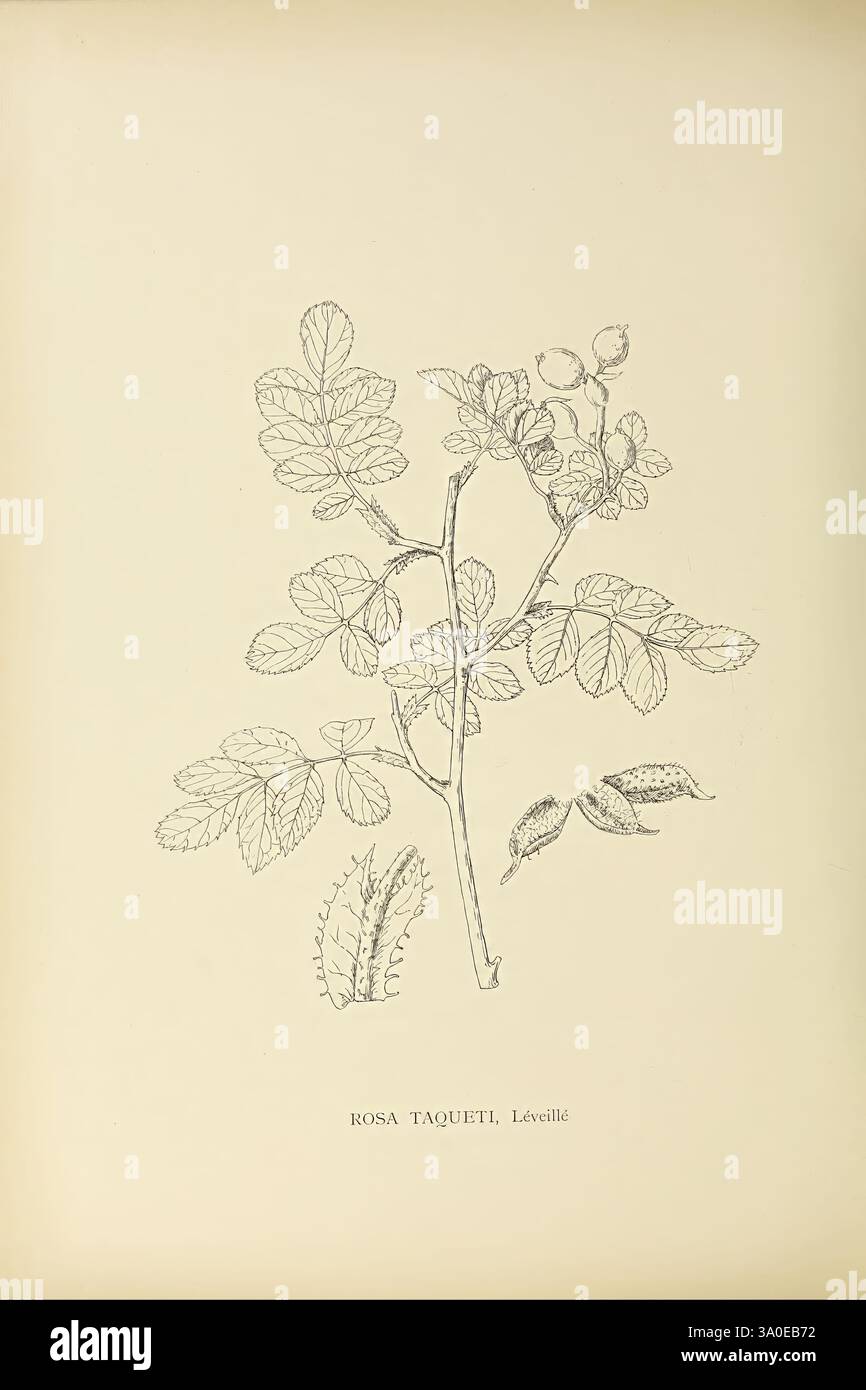 Il genere Rosa, 1914. Rose, l'illustrazione raffigura uno studio botanico di una pianta di rose, specificamente identificata come Rosa Taquetii, secondo l'etichetta sottostante. Il design mette in mostra i dettagli intricati di foglie, steli e boccioli di fiori, sottolineando le forme e le texture naturali. La delicata linea di lavoro trasmette la complessità del fogliame, mentre il posizionamento della pianta è organizzato in modo da evidenziarne la struttura e la crescita complessiva. L'etichetta che accompagna fornisce un riferimento scientifico, integrando la rappresentazione artistica con la nomenclatura botanica. Foto Stock