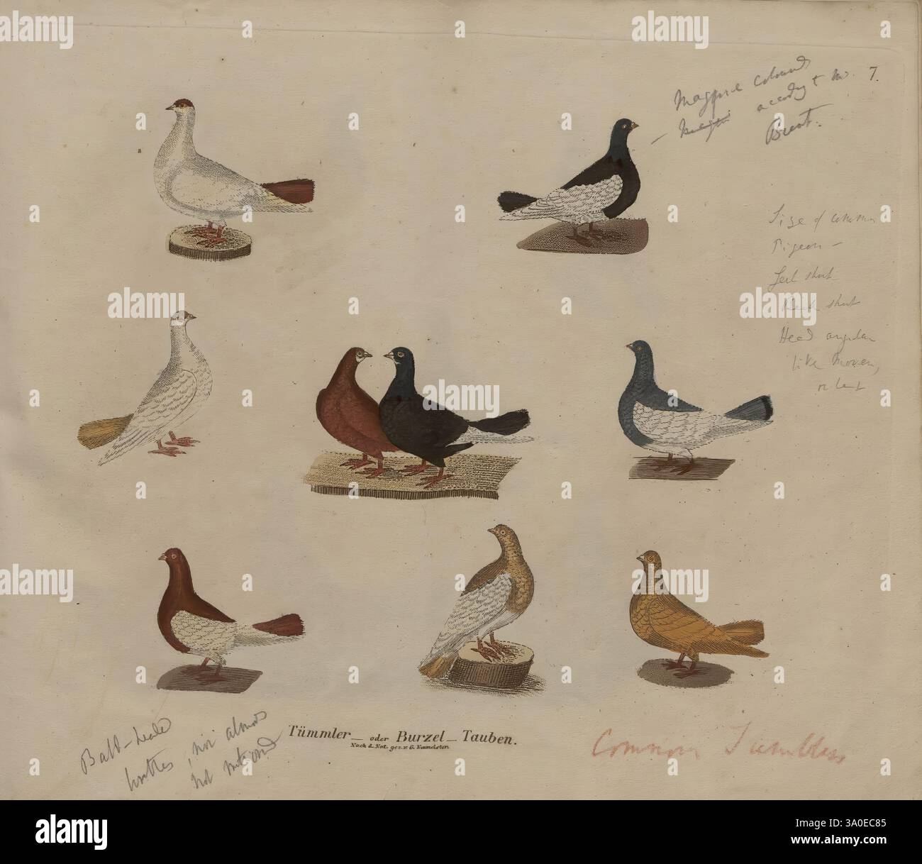 DAS ganze der Taubenzucht Weimar, B.F. Voigt, 1837, opere pittoriche, piccioni, ornithology, Birds, Gottlob Neumeister, autore, un'illustrazione raffigura una varietà di piccioni, mostrando diverse razze distinte disposte in un formato a griglia. La fila superiore presenta un piccione bianco in posizione eretta, accompagnato da un piccione marrone più arrotondato. La fila centrale comprende un robusto uccello bruno-rossastro con un collo leggermente ricurvo accanto a un piccione nero caratterizzato da una posizione elegante. Nella fila inferiore, un suggestivo piccione blu si erge in rilievo, accanto a un uccello marrone giallastro con un notevole motivo di piume Foto Stock
