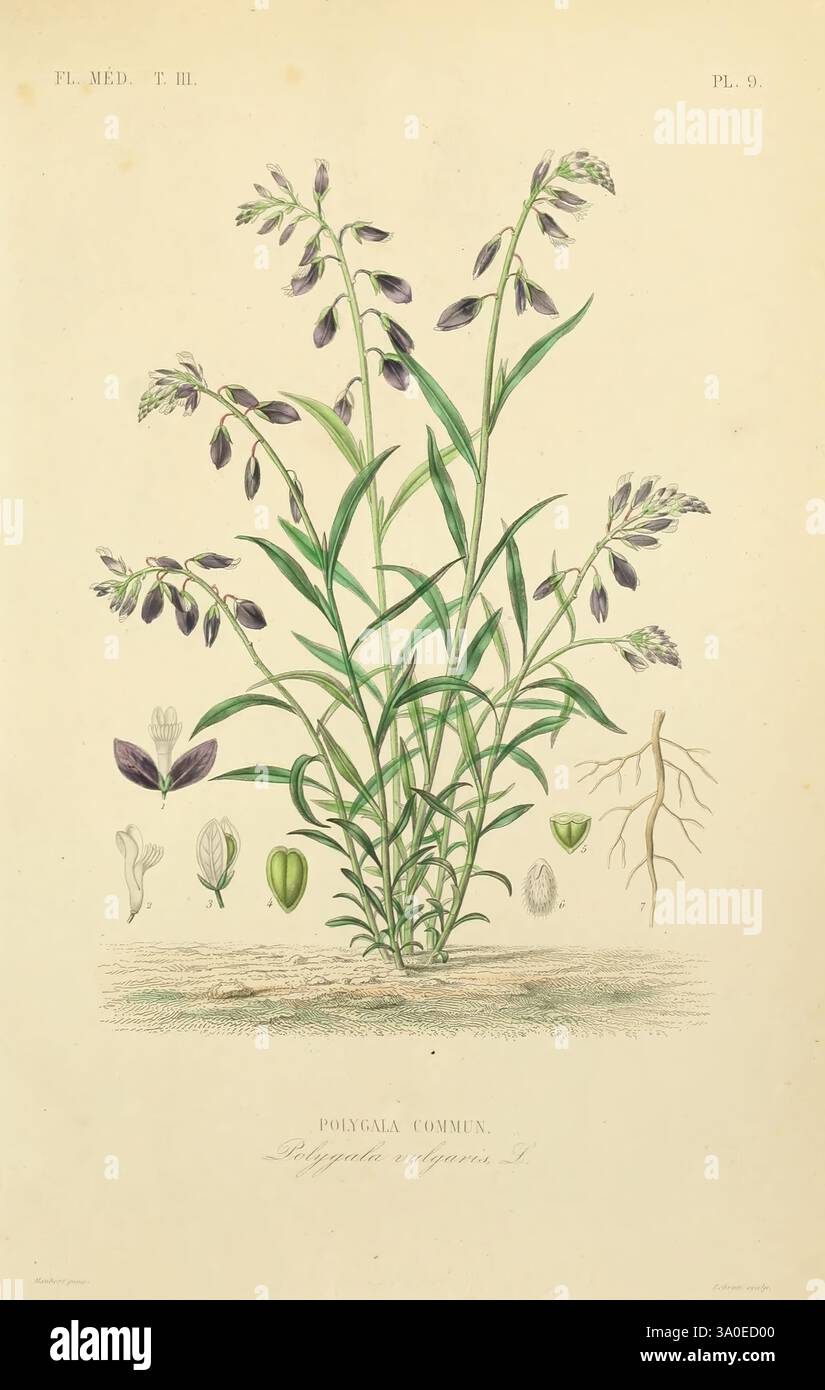 Le Règne végétal, Parigi, L. Guérin, 1870-72, biobibliografia, botanica, opere pittoriche, piante, un'intricata illustrazione botanica che mostra una pianta identificata come Polygala commonis, con i suoi rami adornati da ammassi di fiori. La rappresentazione dettagliata comprende vari componenti della pianta: Il sistema di radici nella parte inferiore, le strutture a foglia su entrambi i lati e i singoli boccioli di fiori raffigurati sopra lo stelo principale. I colori vanno dai verdi teneri ai viola delicati, sottolineando la bellezza naturale della pianta. Ogni elemento è meticolosamente etichettato, fornendo informazioni dettagliate sull'anatomia e su Foto Stock