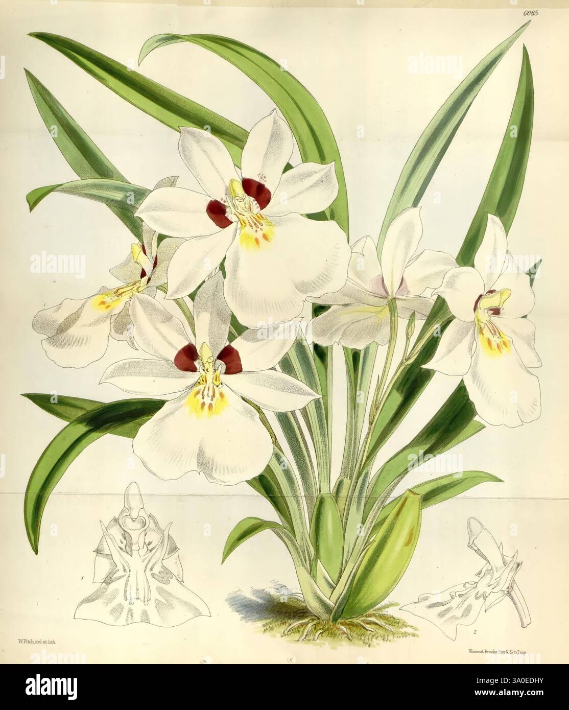 Curtis's Botanical Magazine, Londra, New York, illustrazione botanica, botanica, periodici, opere pittoriche, piante ornamentali, Curtis, Una vibrante esposizione di fiori di orchidea caratterizzati dai loro delicati petali bianchi e dai vivaci centri rossi e gialli. Le forme arrotondate dei fiori contrastano splendidamente con le lunghe e sottili foglie verdi che si irradiano dalla base. Questa illustrazione botanica cattura gli intricati dettagli dei fiori, comprese le sottili variazioni nella consistenza dei petali e la lucentezza lucida del fogliame. Inoltre, è incluso uno schizzo più piccolo di un singolo fiore, showca Foto Stock