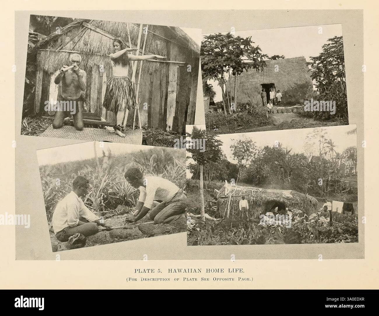 Natural history, Hawaii, Honolulu, Hawaii, stampato per l'autore da, The Hawaiian gazette co, ltd, 1915, Natural history, ethnology, isole Hawaii, la scena mostra vari aspetti della vita domestica hawaiana, mettendo in evidenza le pratiche culturali e le attività quotidiane. Una sezione raffigura una figura femminile che indossa un abbigliamento tradizionale, impegnata in un'abile mestiere, possibilmente tessendo o preparando materiali. Un'altra immagine presenta individui che lavorano su un edificio o una struttura, sottolineando gli sforzi collaborativi nelle attività della comunità. Nelle vicinanze si vede un gruppo impegnato in attività agricole, illustrando il Foto Stock