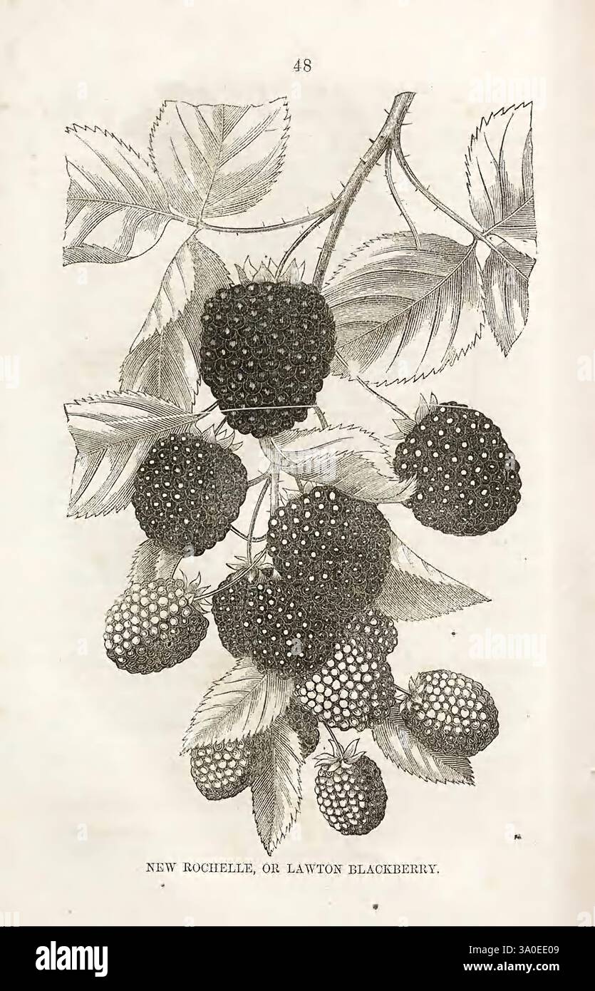 Catalogo generale Ellwanger & Barry, Rochester, N. Y, Ellwanger & Barry, frutti di bosco, Rochester, stato di New York, arbusti, cataloghi, arbusti in fiore, nido, Ellwanger Barry, vivaio, orticoltura, New Rochelle o Lawton blackberry, Un'illustrazione botanica che mostra New Rochelle o Lawton blackberry. La composizione è caratterizzata da un gruppo di more mature, caratterizzate da superfici ruvide e sconnesse e tonalità scure. Intorno al frutto ci sono foglie verdi rigogliose, ricche di venature prominenti e bordi seghettati, che esaltano l'aspetto naturale delle bacche. L'elegante ritratto Foto Stock