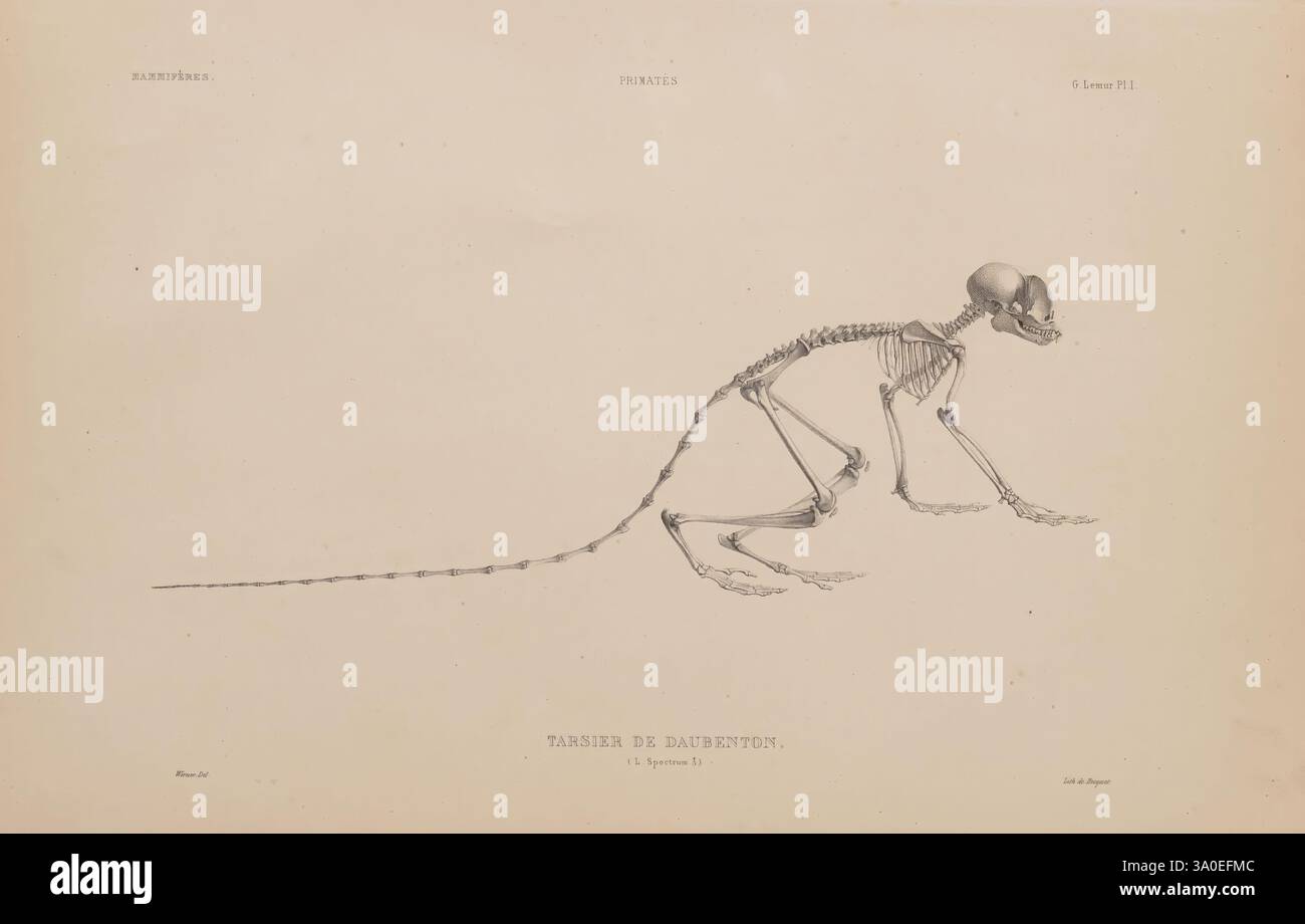 Ostéographie ou Description iconographique comparée du squelette et du système dentaire des Mammifères récents et fossiles, Paris, J.B. Baillière et fils, 1839-1864, Henri Marie Ducrotay, Un'illustrazione dettagliata di uno scheletro posizionato orizzontalmente, che mostra la sua struttura anatomica. La figura scheletrica viene visualizzata in posa naturale, sottolineando gli arti allungati, la colonna vertebrale flessibile e la coda allungata. Varie ossa sono etichettate, indicando aspetti come il cranio, le vertebre e le ossa degli arti, contribuendo a una panoramica educativa dell'anatomia scheletrica. La composizione complessiva rif Foto Stock