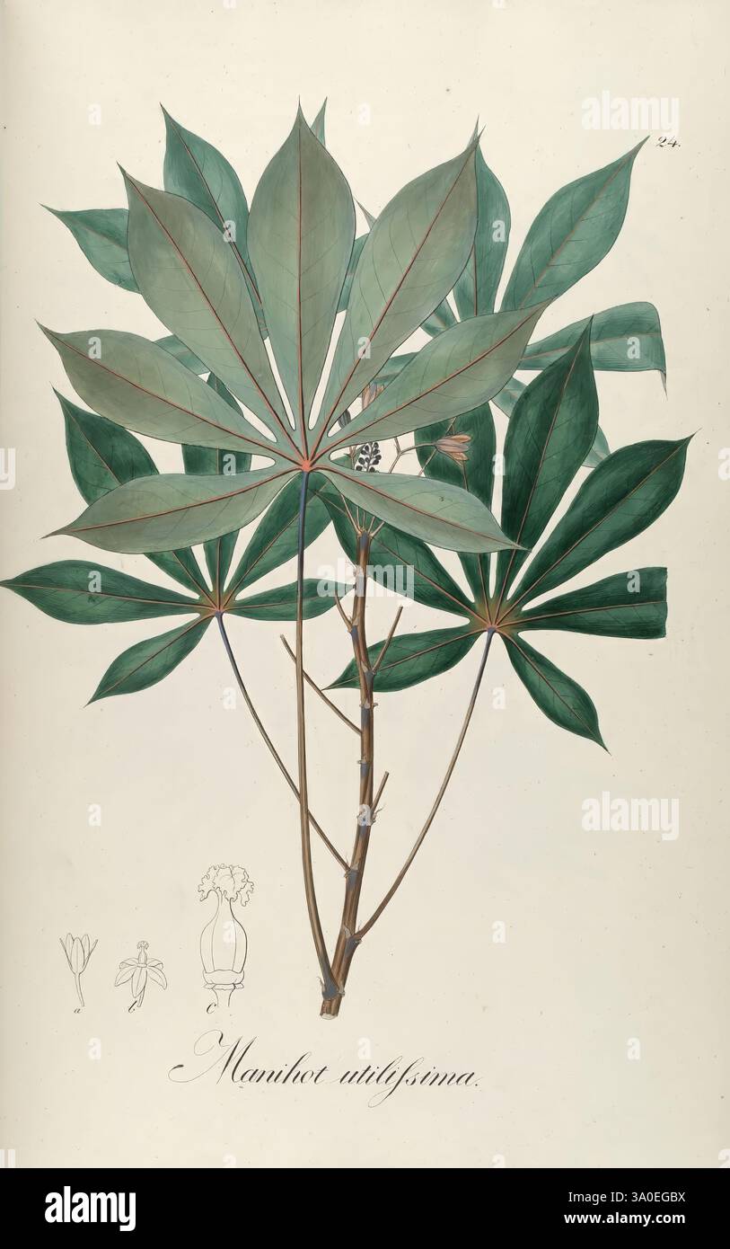 Plantarum Brasiliae icones et descriptiones hactenus ineditae, Vindobonae [Vienna], Antonii Strauss, 1827-1831, Brasile, Germania, colorata a mano, botanica, litografia, 1827, supporto grafico, Un'illustrazione botanica con una pianta di manioca, conosciuta scientificamente come Manihot utillissima. L'immagine mostra le caratteristiche foglie palmate della pianta, disposte in un modello simmetrico intorno a uno stelo centrale. Le foglie presentano una ricca colorazione verde con motivi venosi prominenti e una leggera lucentezza. A corredo dell'illustrazione principale è presente uno schizzo più piccolo che raffigura i dettagli morfologici del PL Foto Stock