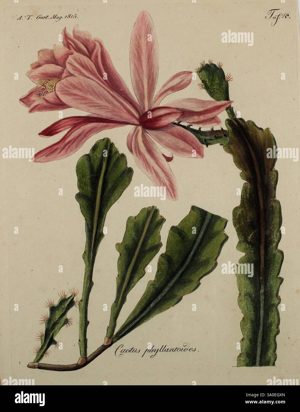 Fortsetzung des Allgemeinen teutschen Garten-Magazins, Weimar, IM Verlage des Landes-industrie-Comptoirs, 1815-1824 Gardening Germany Horticulture Periodicals volume 1 Cactus phyllanthoides Disocactus phyllanthoides, l'opera presenta un'illustrazione di un cactus fiorito, specificamente etichettato "Cactus phyllanthoides". La pianta presenta grandi e delicati fiori rosa che contrastano splendidamente con i suoi cuscini verdi piatti e allungati. I cuscinetti sono decorati con texture fini e sottili variazioni di tonalità, che ne migliorano l'aspetto naturale. Emergono dalle pastiglie piccole, crescite pungenti, indic Foto Stock