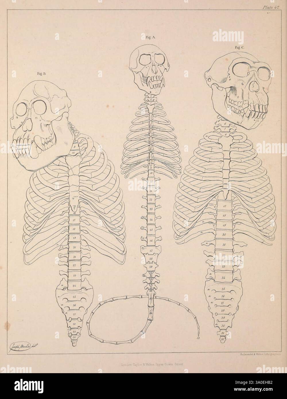 Comparative Osteology London, Taylor and Walton, 1847, Bones, questa illustrazione mostra uno studio di anatomia comparata con tre strutture scheletriche. Ogni scheletro è etichettato con numeri di riferimento specifici, che indicano differenze nelle caratteristiche craniche e scheletriche. La figura centrale presenta una rappresentazione completa dello scheletro umano, mentre le altre due figure sembrano evidenziare variazioni nell'anatomia dei primati. La descrizione dettagliata enfatizza le somiglianze e le differenze nella struttura scheletrica, compresa la disposizione delle costole, la curvatura della colonna vertebrale e la struttura di Foto Stock