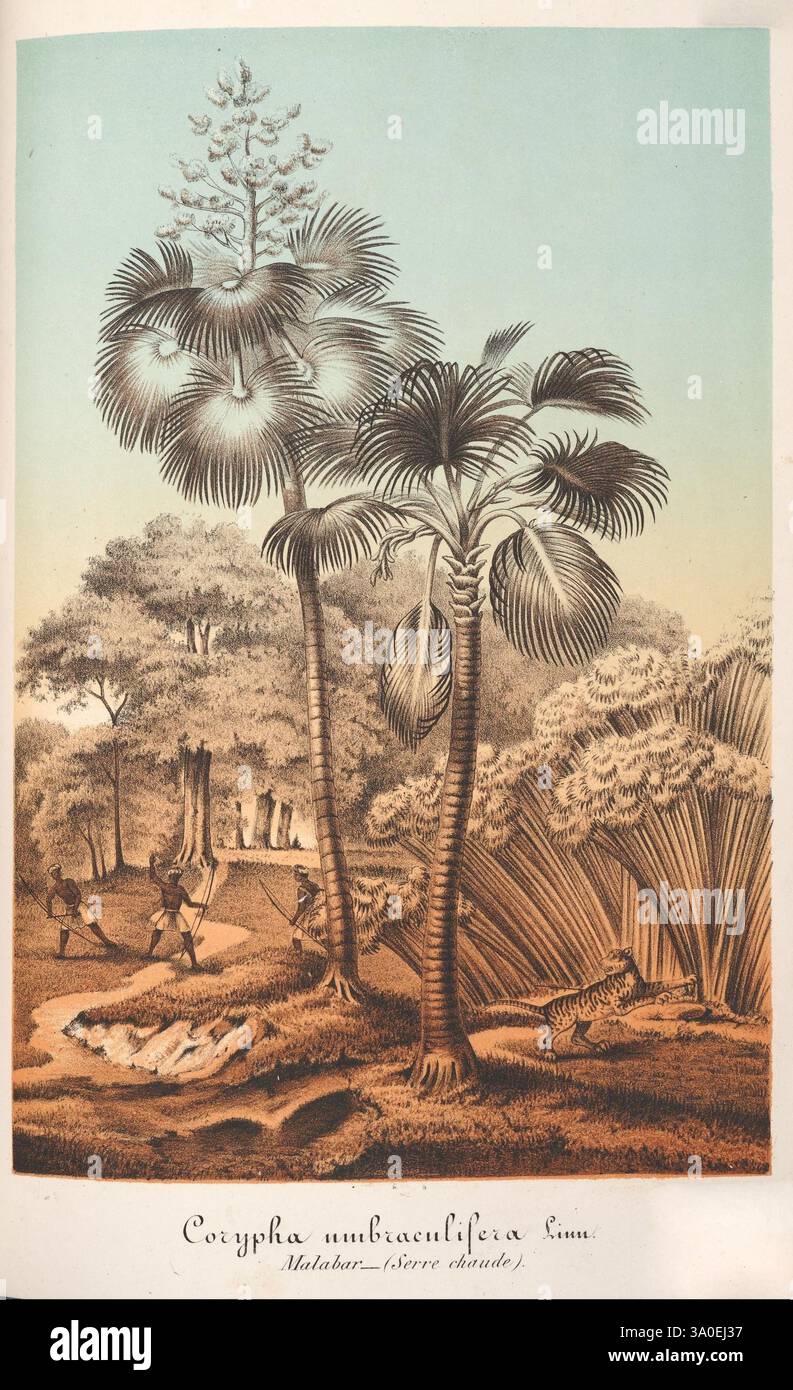 L'Illustration Horticole, Gand, Belgio, Imprimerie et lithographie de F. et E. Gyselnyck, 1854-1896, floricoltura, giardinaggio, serre, orticoltura, periodici, Un lussureggiante paesaggio tropicale mostra la Corypha umbraculifera, comunemente nota come la palma talipot. Torreggianti in primo piano, queste maestose palme sono circondate da fitte fogliame e da una variegata varietà di piante, che fanno pensare a un ecosistema vibrante. Sullo sfondo, le figure possono essere viste impegnate in attività, possibilmente raccogliendo risorse o esplorando l'ambiente lussureggiante. Un assaggio della fauna selvatica, tra cui una tigre, arricchisce la scena, su Foto Stock