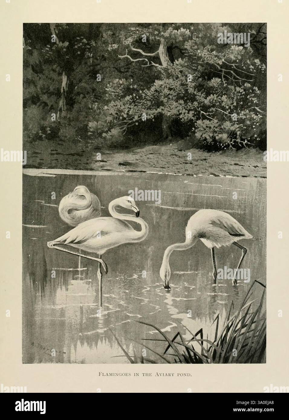 Lord Lilford on Birds: London, Hutchinson, 1903., due eleganti fenicotteri sono raffigurati dalle acque tranquille di uno stagno, uno in piedi con grazia con il collo arcuato, mentre l'altro si appoggia al foraggio nel riflesso scintillante. Lo sfondo sereno presenta vegetazione lussureggiante e vegetazione testurizzata che ne esalta l'atmosfera tranquilla. La composizione cattura la grazia e la bellezza di questi uccelli nel loro habitat naturale, evidenziando le loro caratteristiche peculiari e l'ambiente sereno che li circonda. La scena invita a un senso di calma e apprezzamento per l'arte della natura. Foto Stock Lord Lilford on Birds: London, Hutchinson, 1903., due eleganti fenicotteri sono raffigurati dalle acque tranquille di uno stagno, uno in piedi con grazia con il collo arcuato, mentre l'altro si appoggia al foraggio nel riflesso scintillante. Lo sfondo sereno presenta vegetazione lussureggiante e vegetazione testurizzata che ne esalta l'atmosfera tranquilla. La composizione cattura la grazia e la bellezza di questi uccelli nel loro habitat naturale, evidenziando le loro caratteristiche peculiari e l'ambiente sereno che li circonda. La scena invita a un senso di calma e apprezzamento per l'arte della natura. Foto Stock