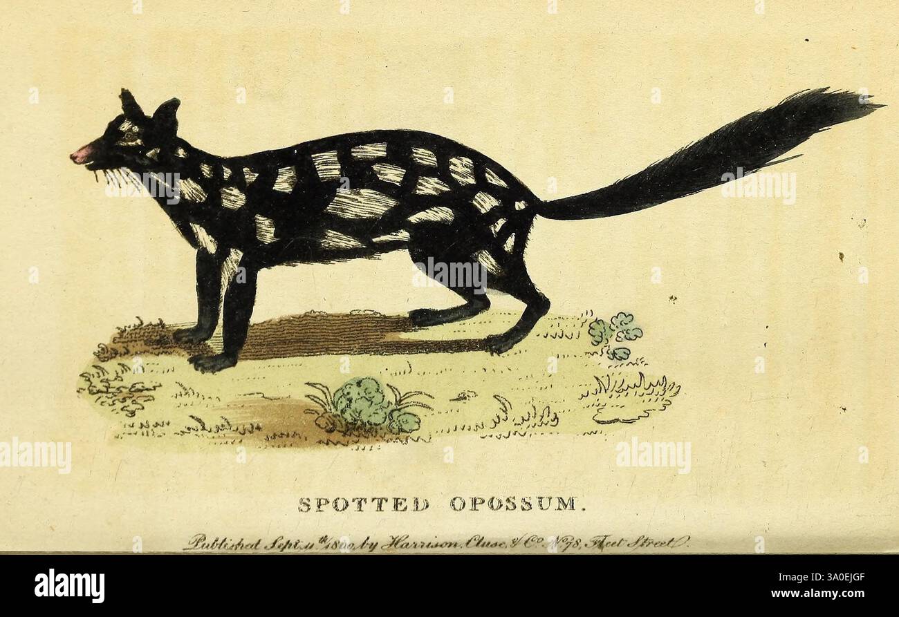The Naturalist's Pocket Magazine o Compleat Cabinet of the Curiosities and Beauties of Nature. Londra, Un'illustrazione dettagliata di un opossum maculato, che mostra la sua caratteristica pelliccia nera adornata da macchie bianche. L'animale è raffigurato in una posa dinamica, suggerendo un movimento. La sua lunga coda cespugliosa è sollevata, aumentando il senso di vivacità. Lo sfondo presenta una vegetazione sottile, che suggerisce il suo habitat naturale. L'estetica generale combina la precisione anatomica con un tocco artistico, catturando le caratteristiche uniche di questo marsupiale. Foto Stock