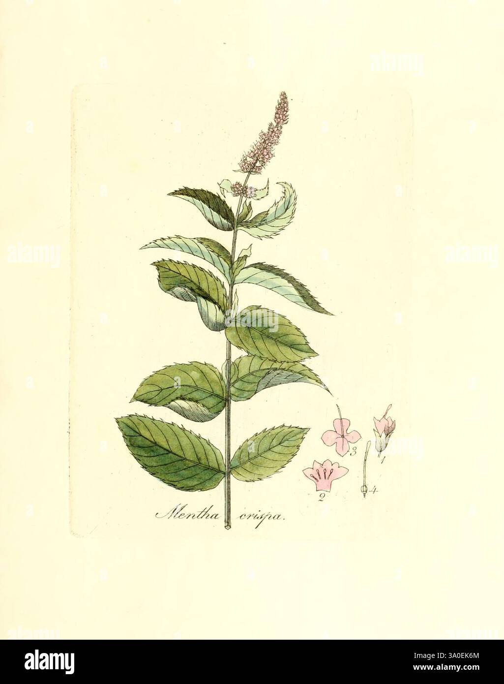 Flora medica, oder, Abbildung der wichtigsten officinellen Pflanzen, Jena, August Schmid, 1831 [vale a dire 1829-1831], piante medicinali, il New York Botanical Garden, opere pittoriche, Un'illustrazione botanica con un gambo verde con grandi foglie seghettate. In cima, un gruppo di piccoli fiori viola sta fiorendo, mostrando una disposizione graziosa. A lato della pianta principale, piccoli schizzi raffigurano delicati fiori rosa, mostrando una varietà di forme. Il nome "Mentha viridis" è scritto elegantemente sotto l'illustrazione principale, evidenziando questa particolare specie di menta. Il compos complessivo Foto Stock
